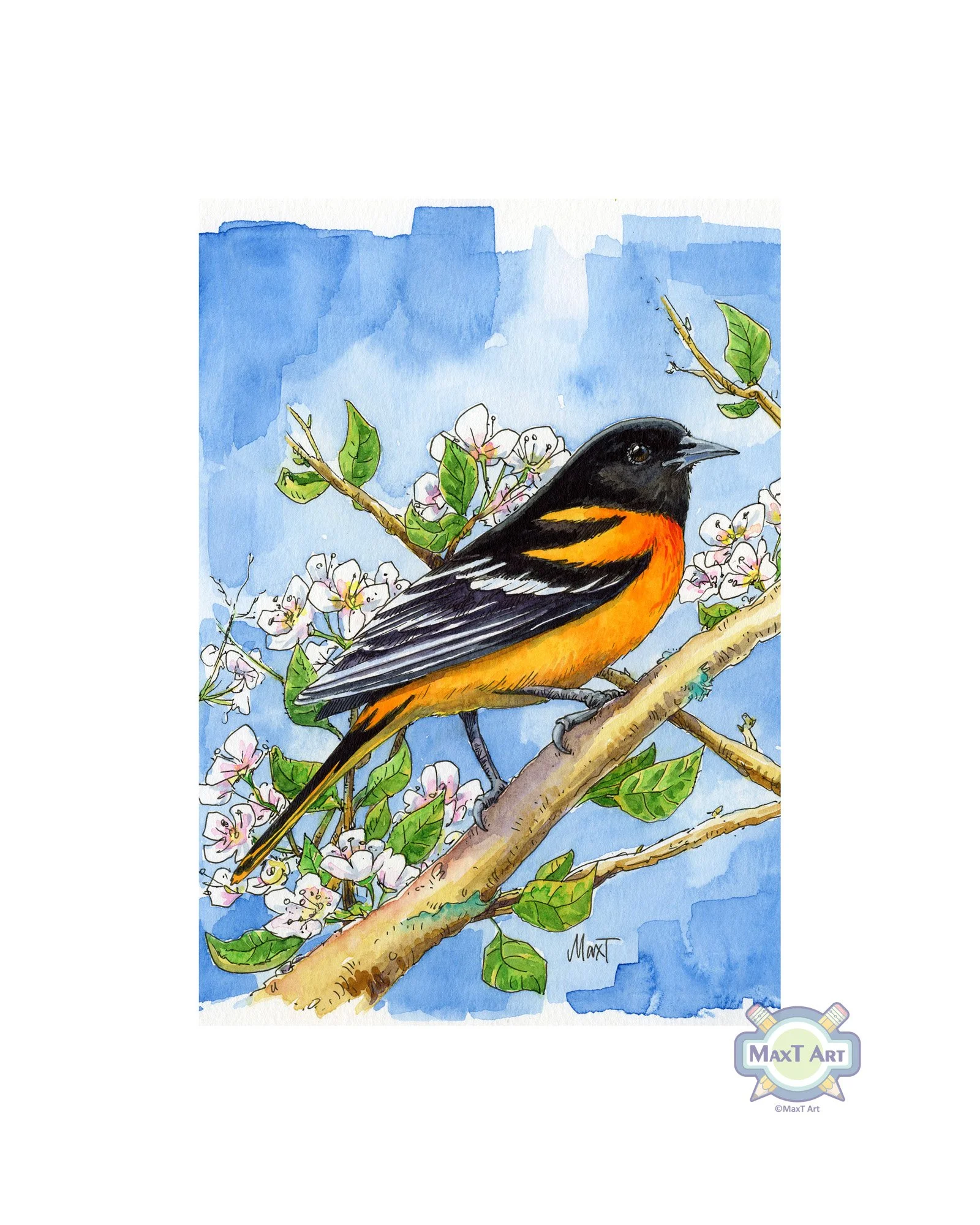 Baltimore Oriole
