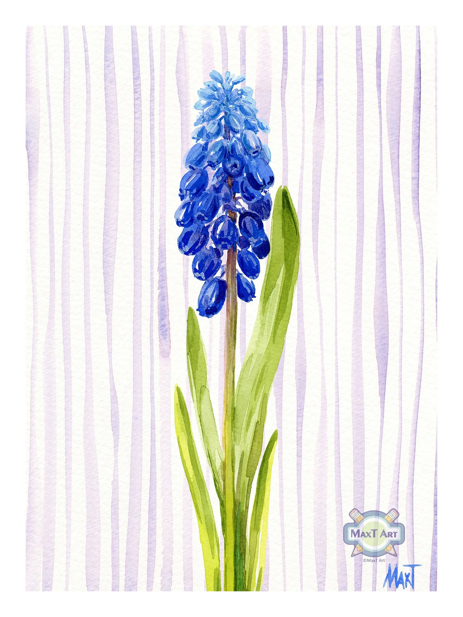 Grape Hyacinth