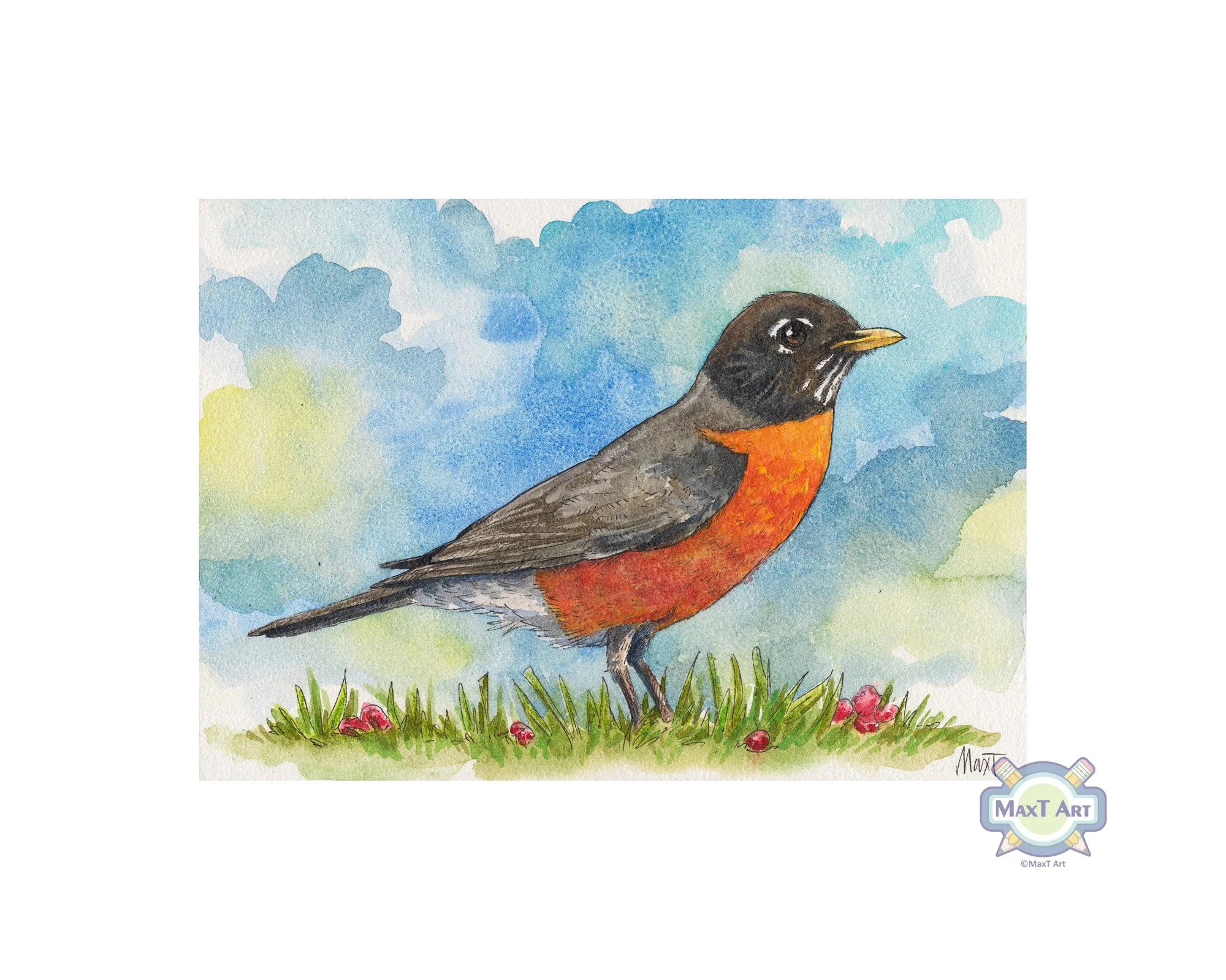 American Robin