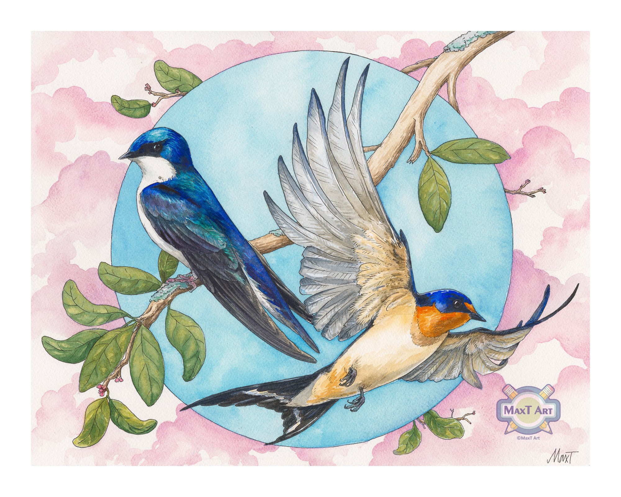 Tree Swallow & Barn Swallow