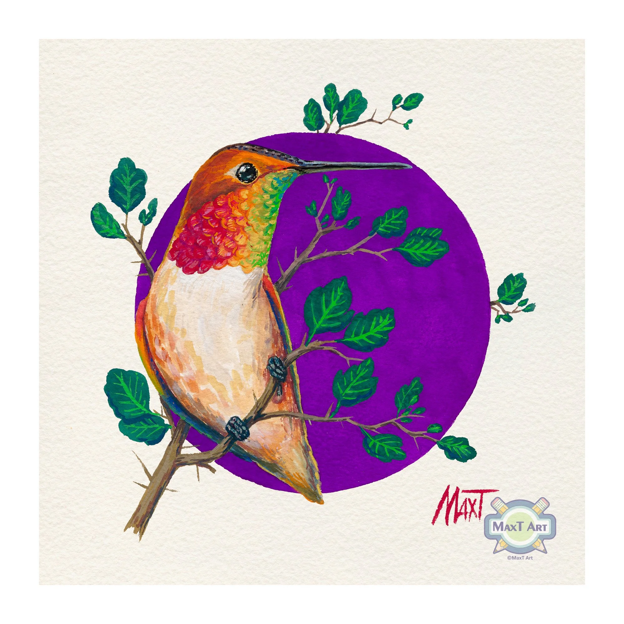 Allen's Hummingbird