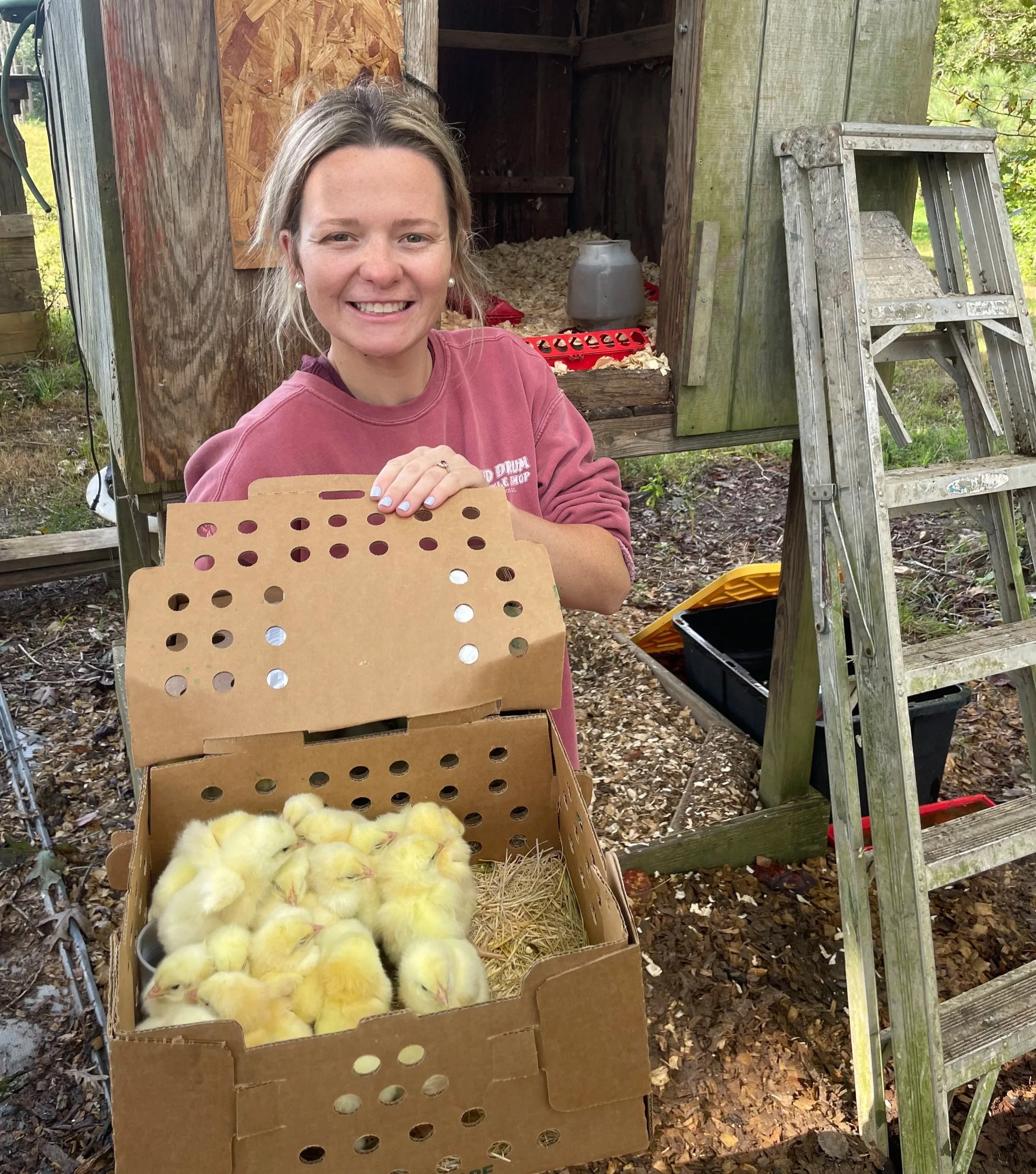 baby chicks