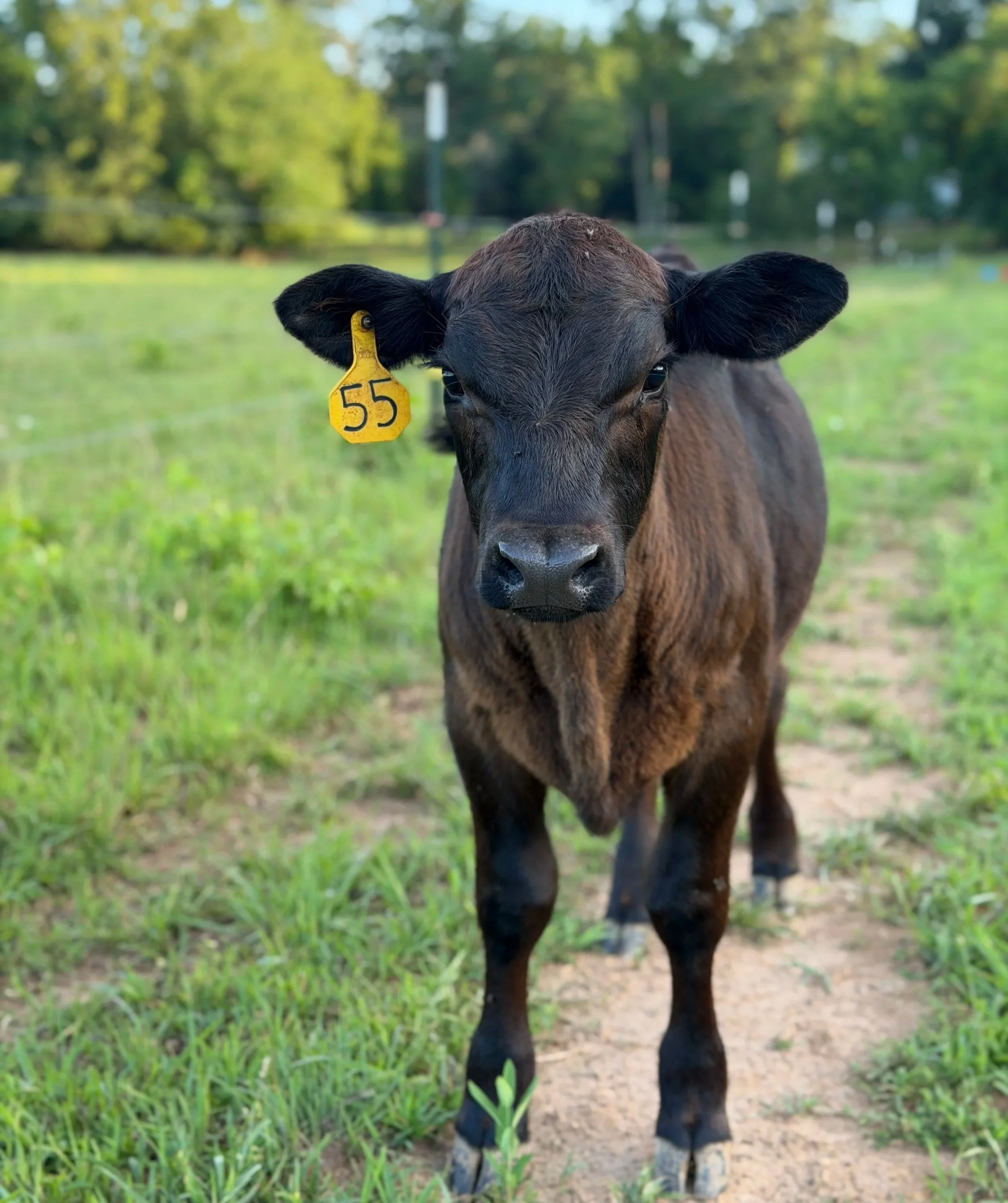 A close-up of a young black calf with a yellow ear tag marked with the number 55, standing on a grassy field with trees in the background.