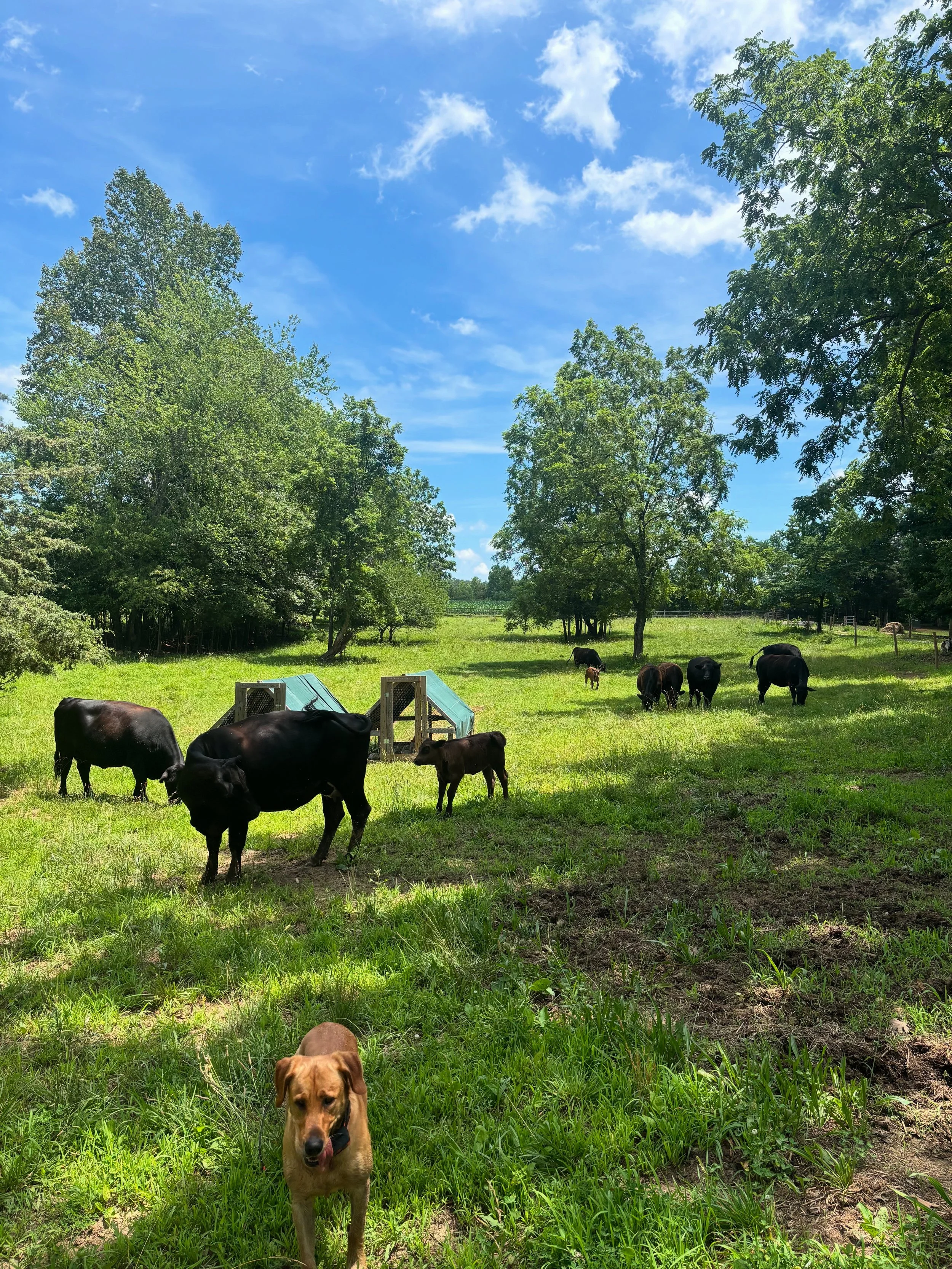 A serene outdoor scene with a bright blue sky and scattered white clouds. Green trees and grass fill the landscape. Several black cows are grazing, and a brown dog with a yellowish coat and dark ears is in the foreground, facing the camera.