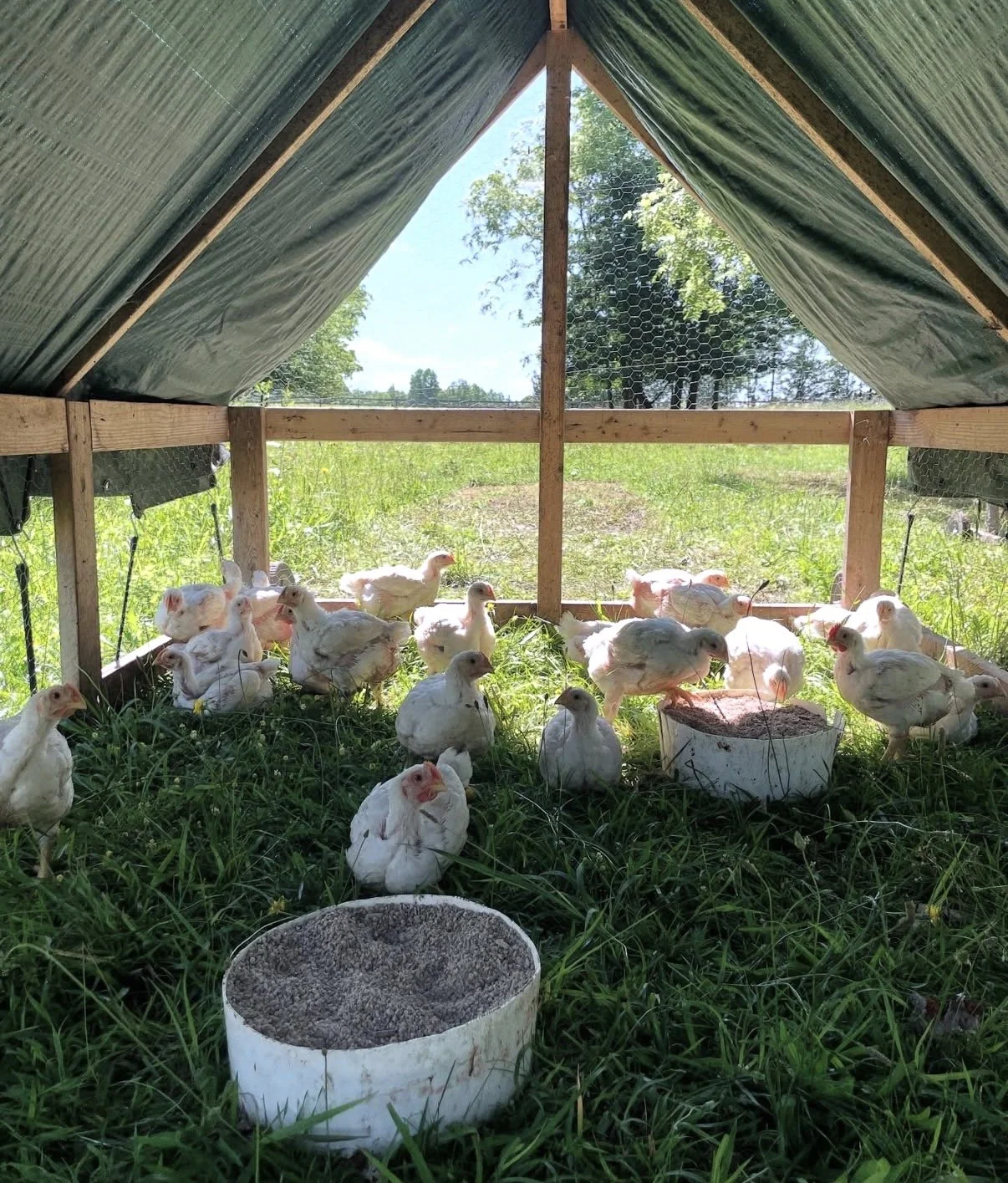 A group of young chickens inside a chicken coop with a grassy background. The coop has a wooden frame, wire mesh, and a slanted roof, with containers of feed on the ground.