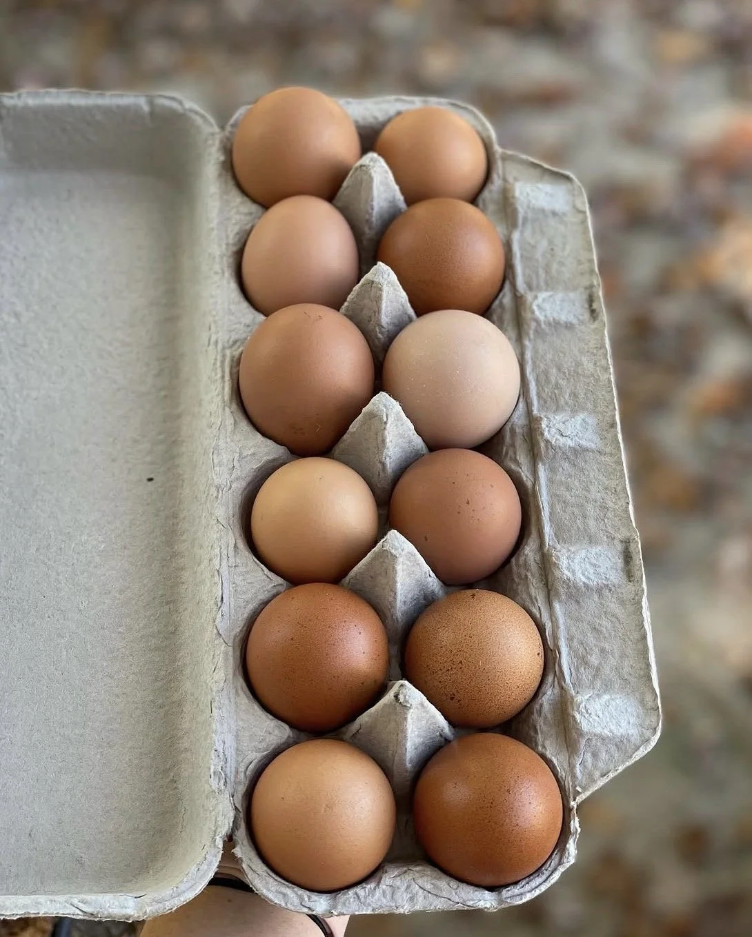 Farm Fresh Eggs (1 dozen)