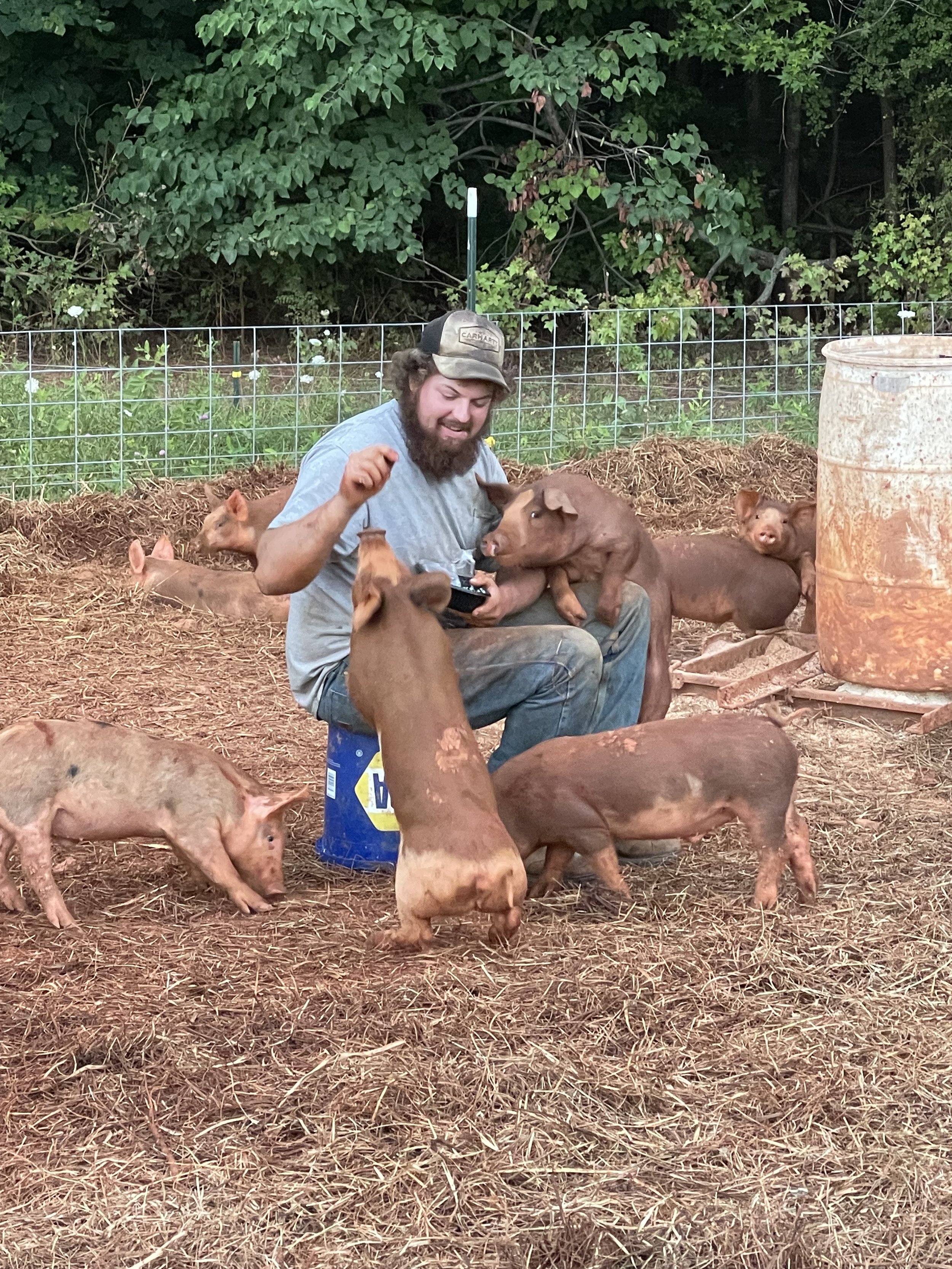A man with a beard and cap sitting on a blue bucket, surrounded by piglets in a farm setting with a metal fence and green trees in the background.
