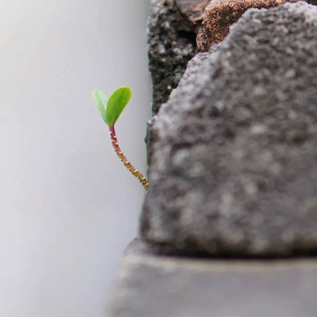 A small green shoot reaches into open space between weathered rocks.