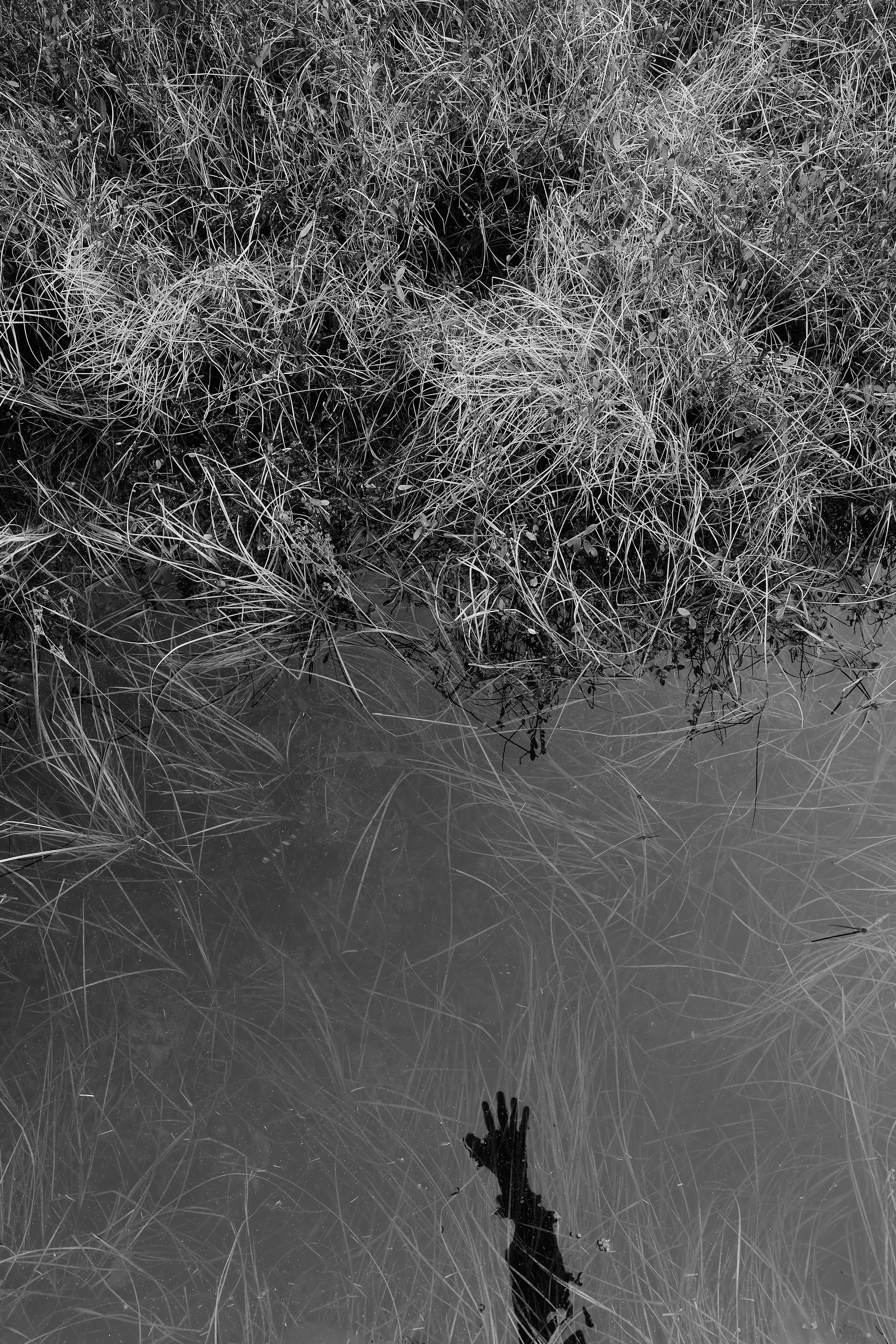 In a black-and-white close up of the surface of a pond, the reflection of a hand reaches upward toward shore grasses, evoking effort, longing and movement toward the surface.
