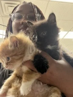 Person holding two kittens, one orange and one black, with a ceiling and internet cable in the background.
