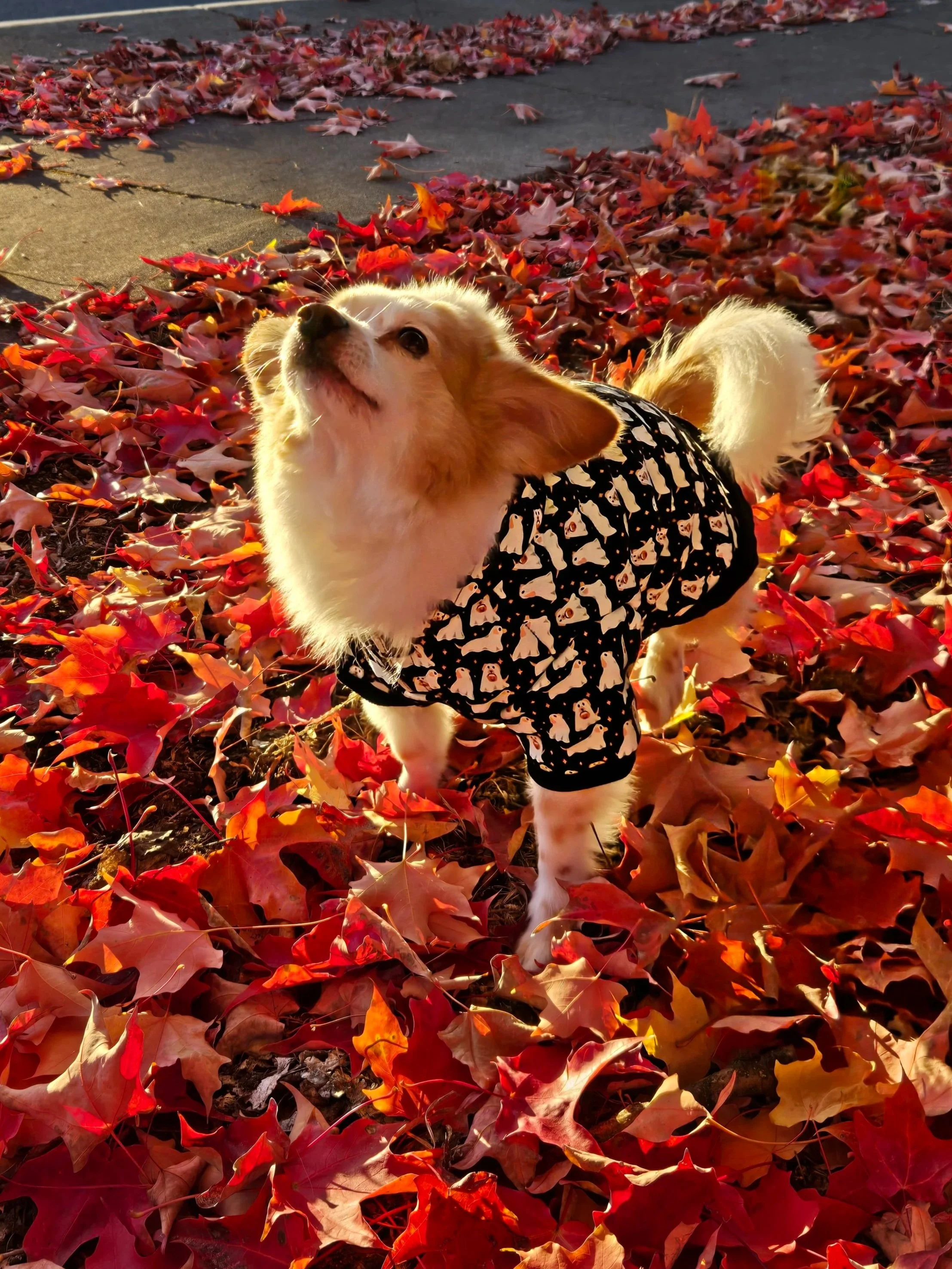 A dog stands in a pile of leaves