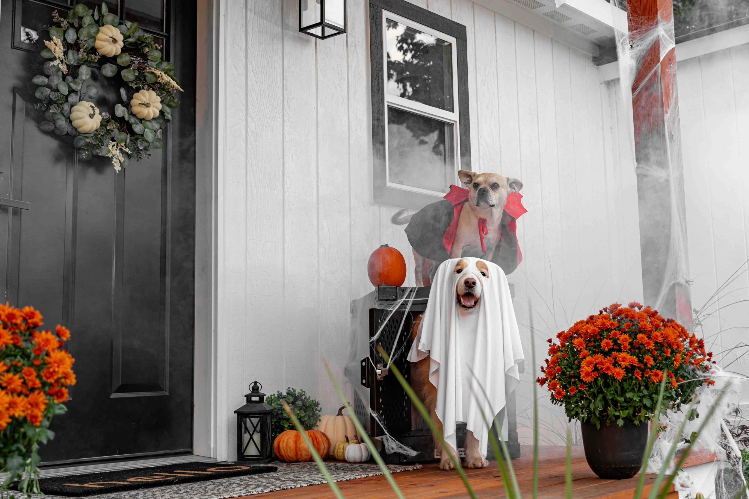 Two dogs in Halloween costume