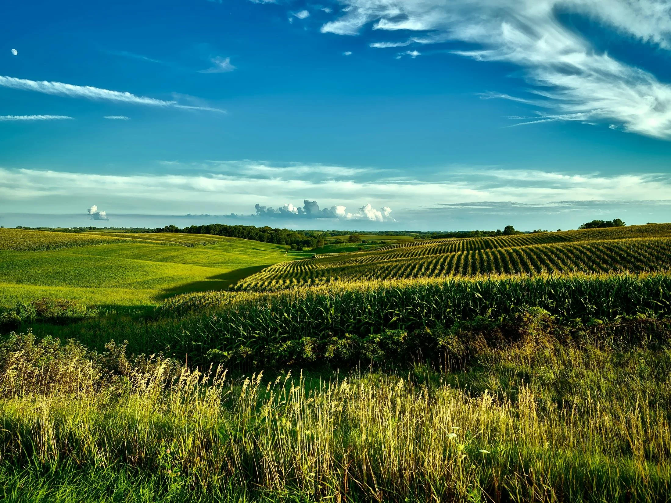 Picture of Iowa farmland