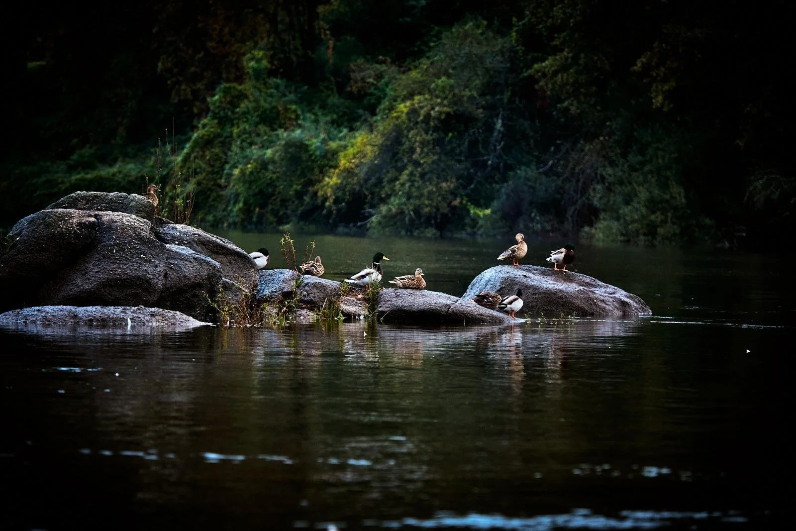 Patos descansando em pedras no rio, com vegetação verde ao fundo.