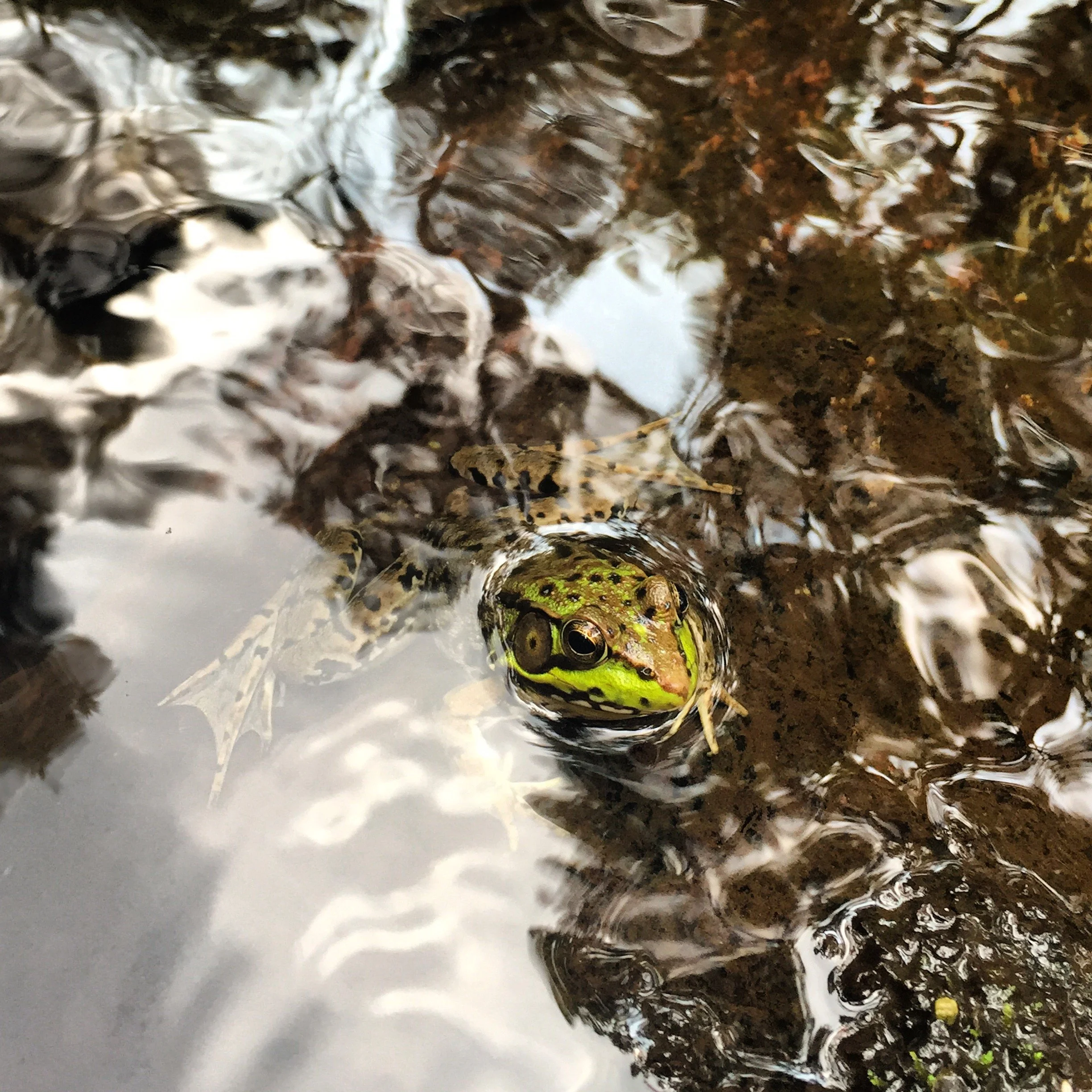 IPHONE PICS 9.7.2015 132.JPG