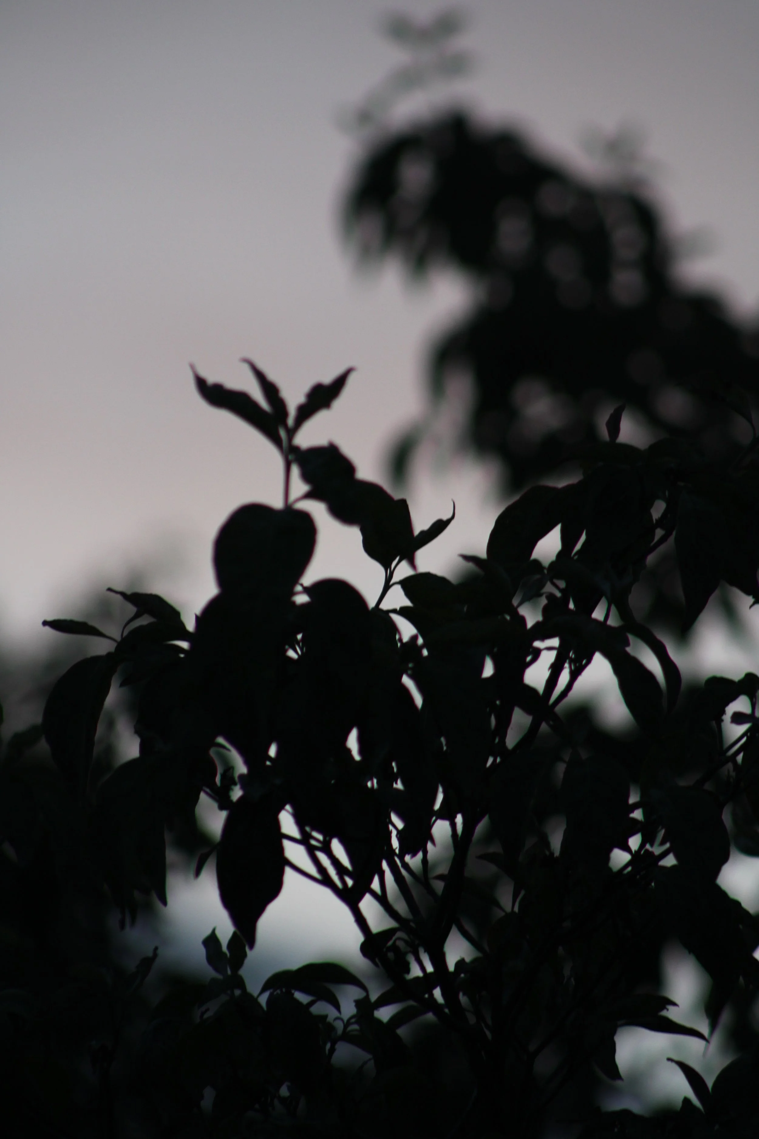 IMG_6068.JPG