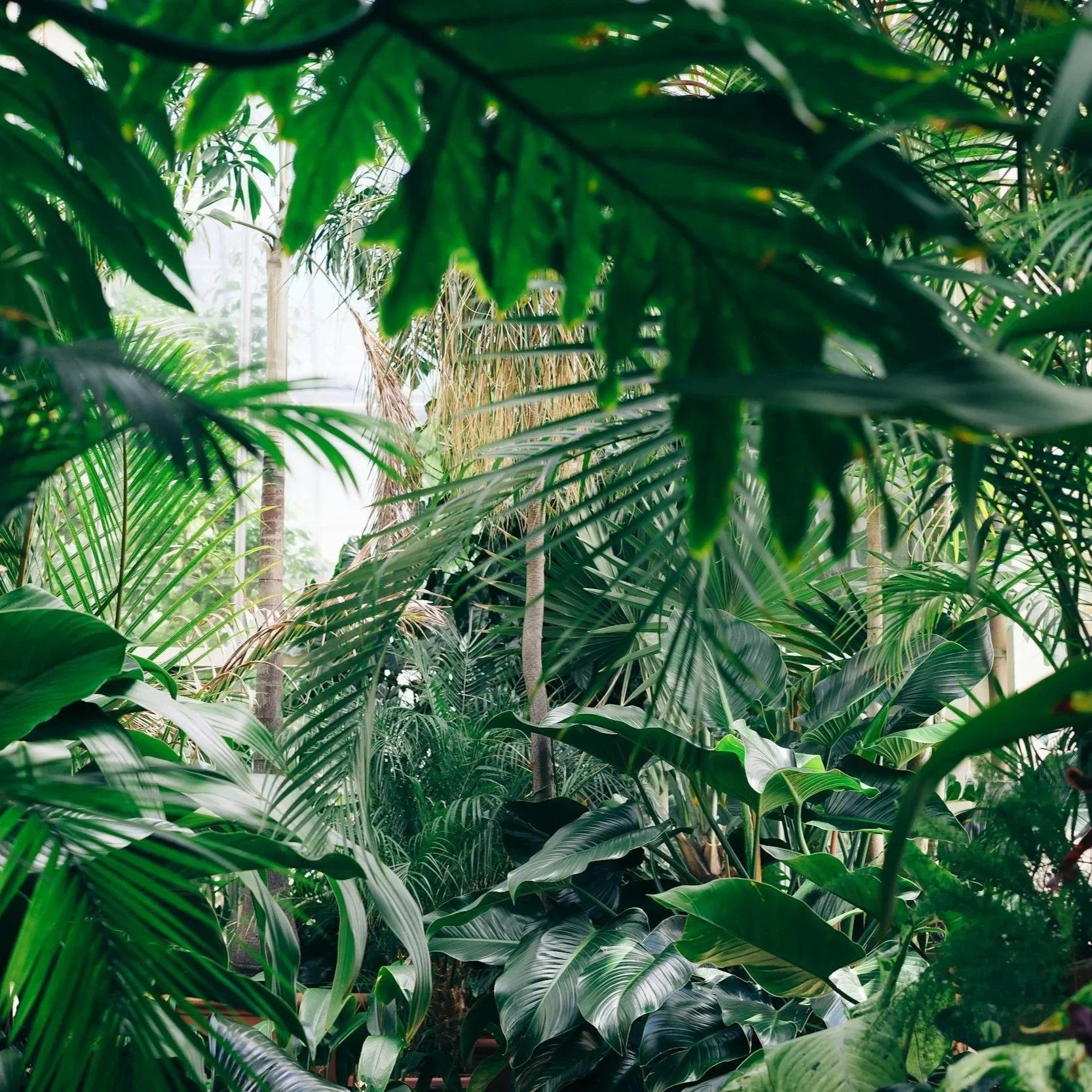 Lush indoor space filled with various green tropical plants and leaves.