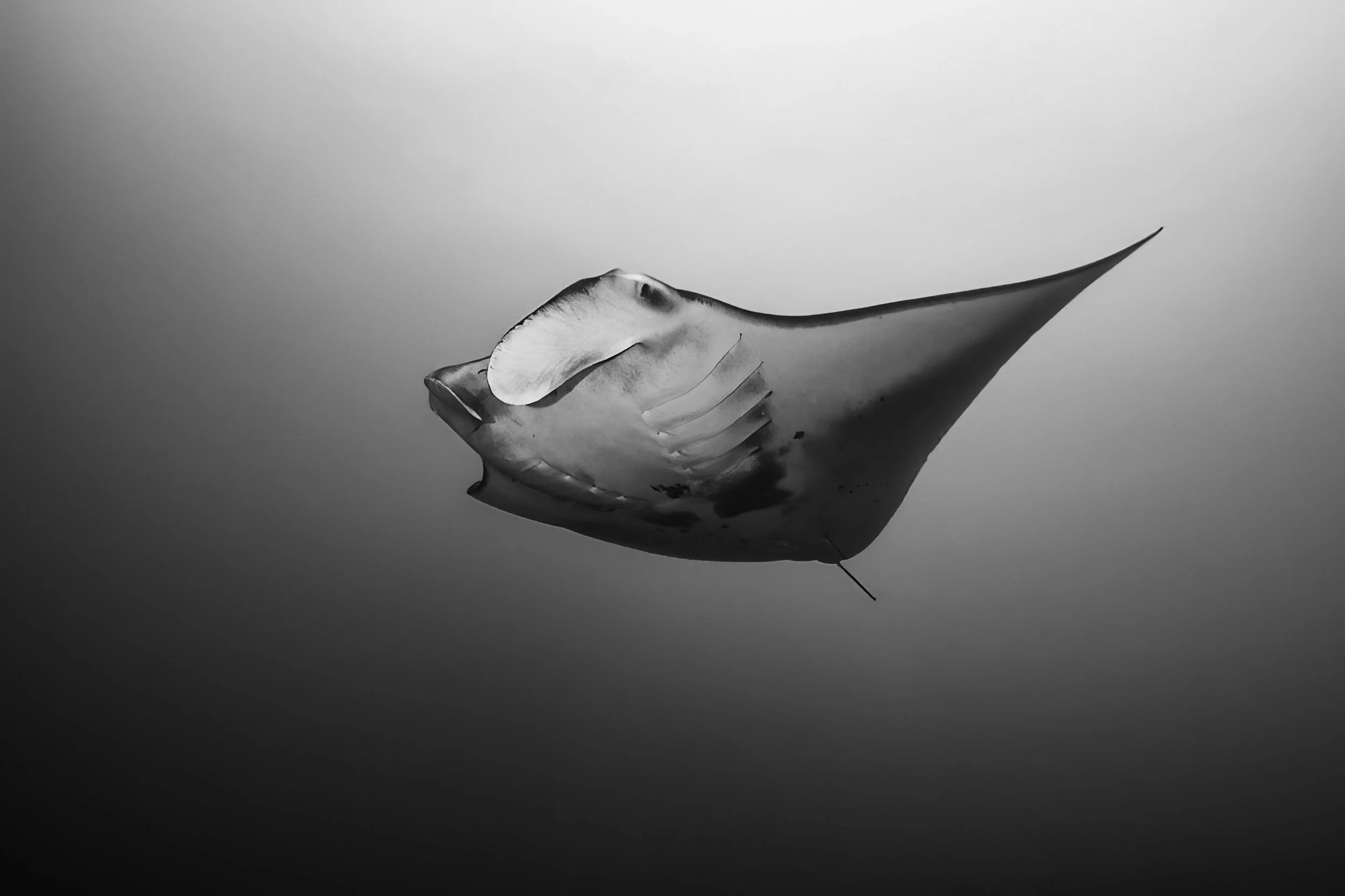 Jon Kreider Beauty Below Underwater Photography.jpg