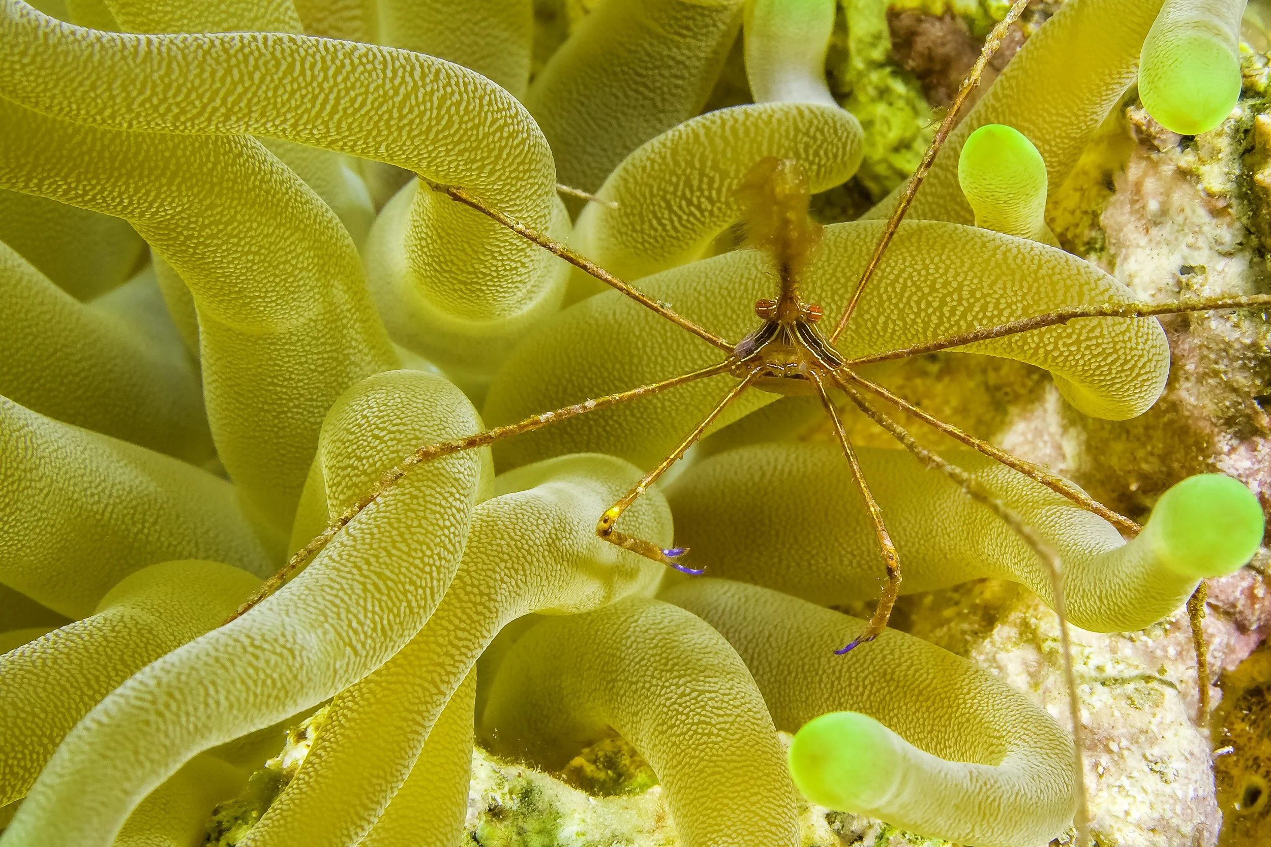 Incredible Creatures-5.jpg