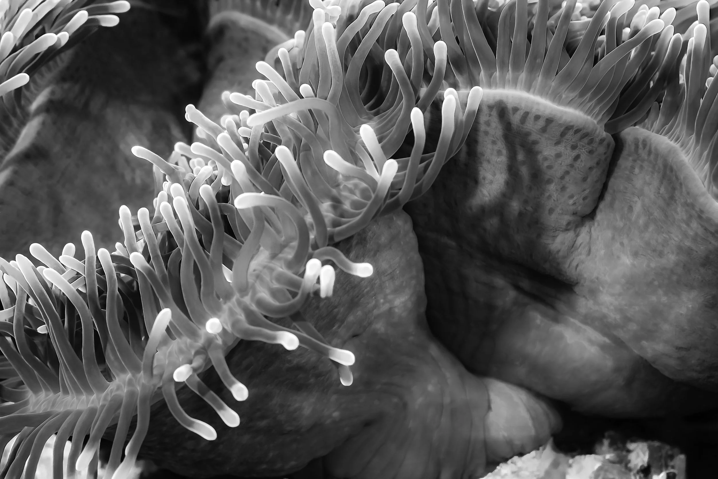 Jon Kreider Beauty Below Underwater Photography-8.jpg