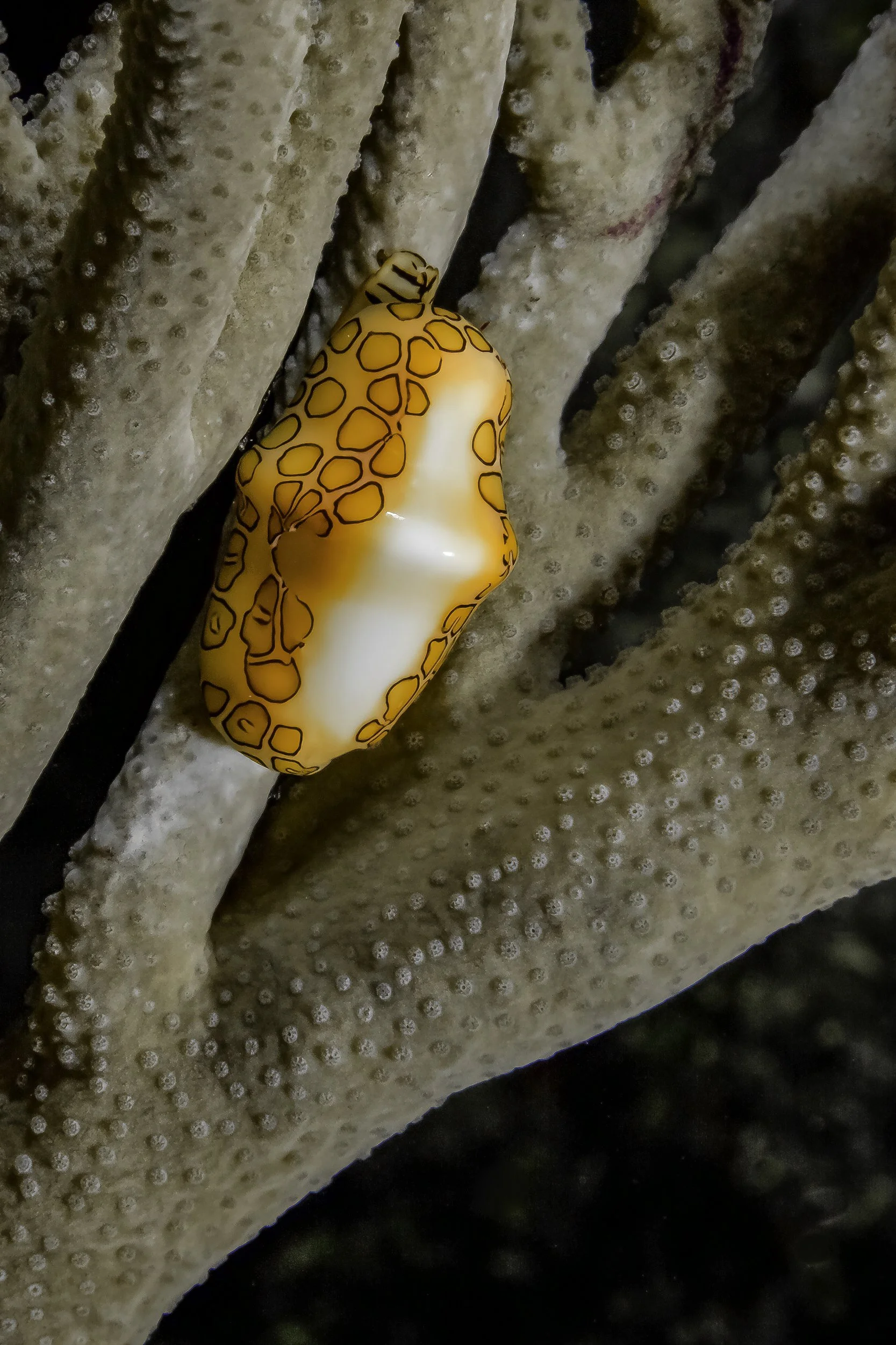 Incredible Creatures-2.jpg