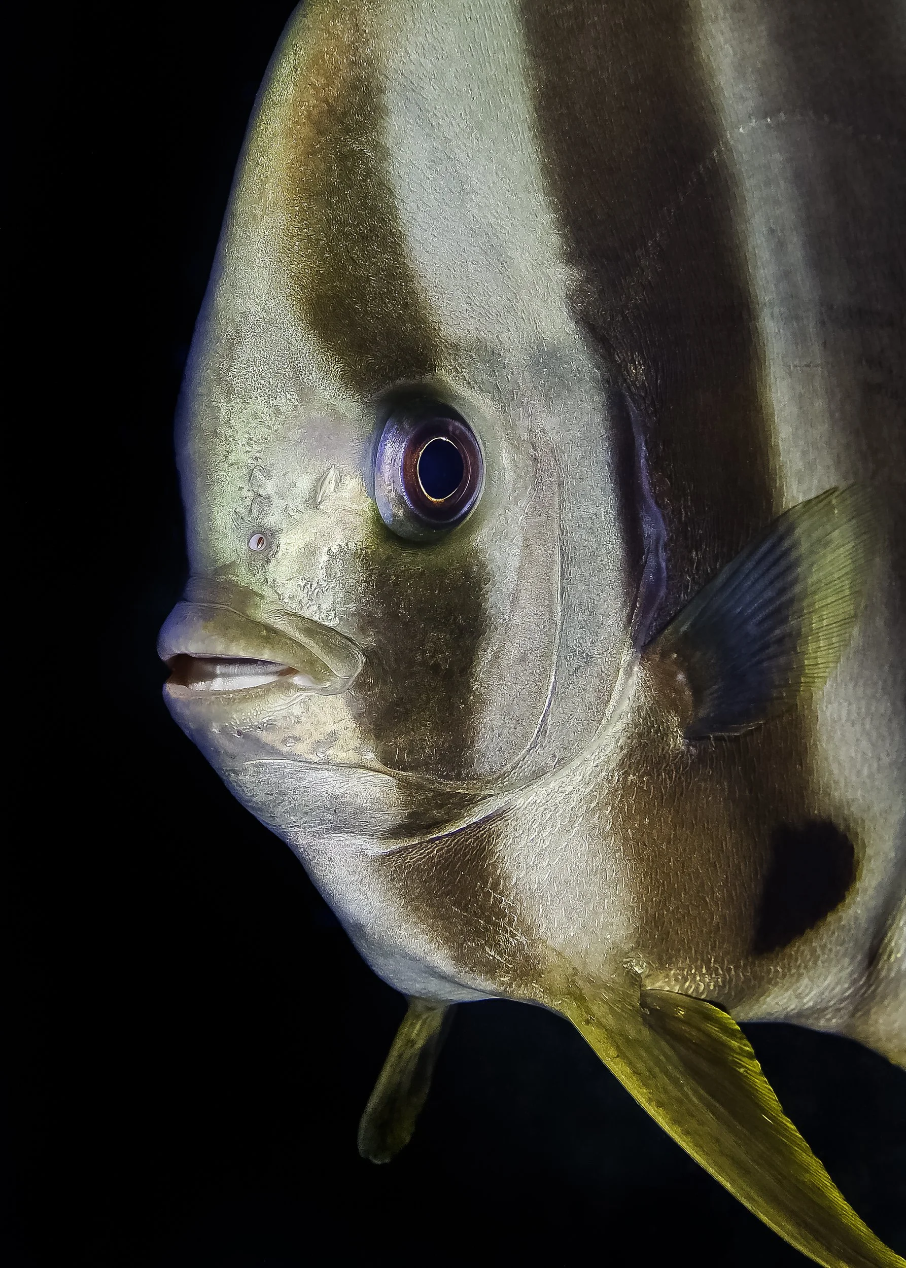 Jon Kreider Underwater Photography-10.jpg