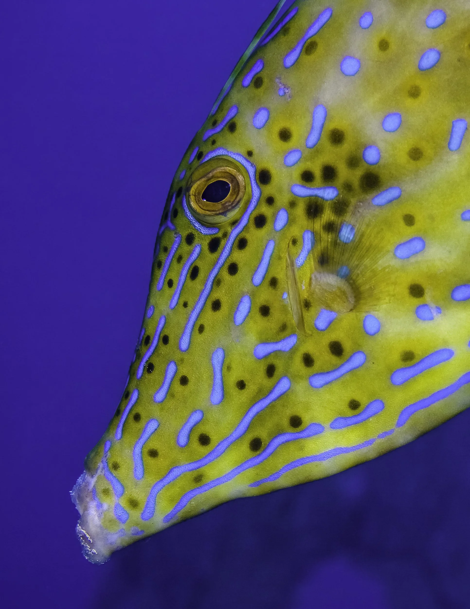 Jon Kreider Underwater Photography-6.jpg