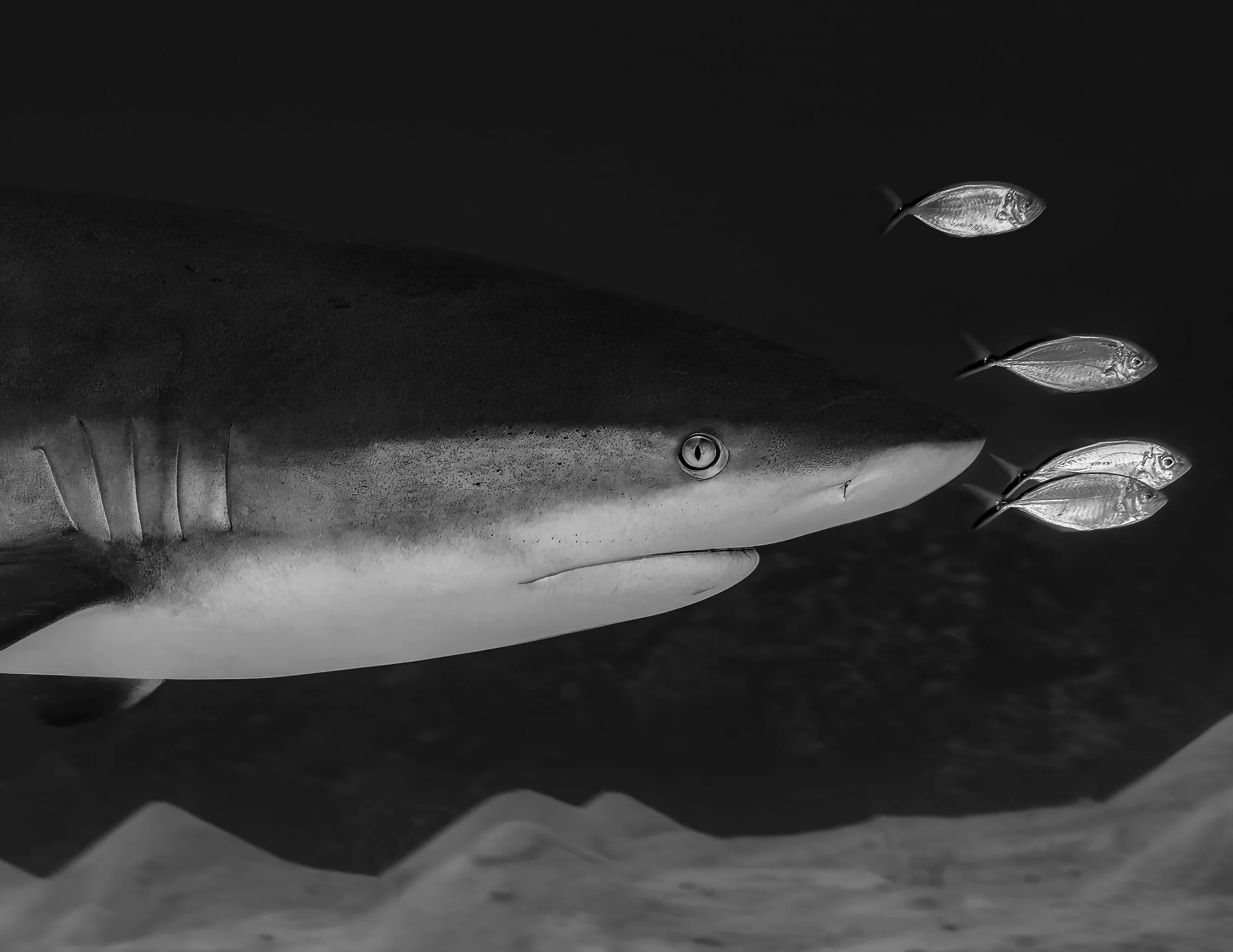 Jon Kreider Underwater Photography-2.jpg