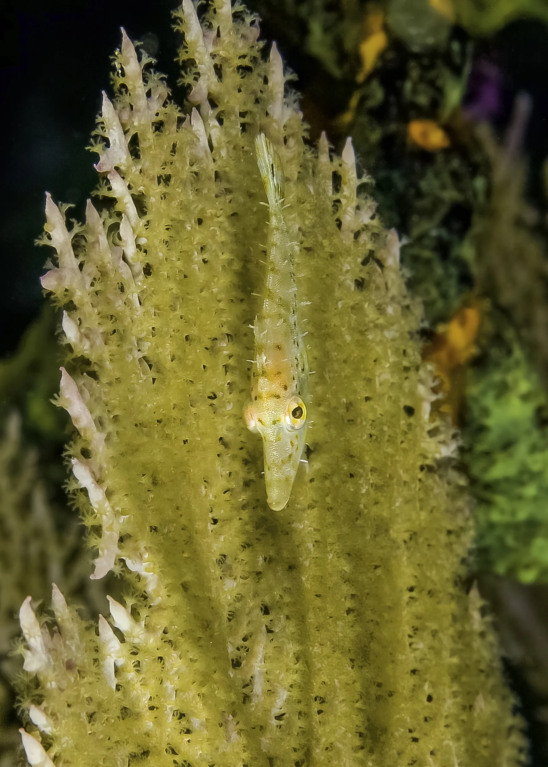 Incredible Creatures-4.jpg