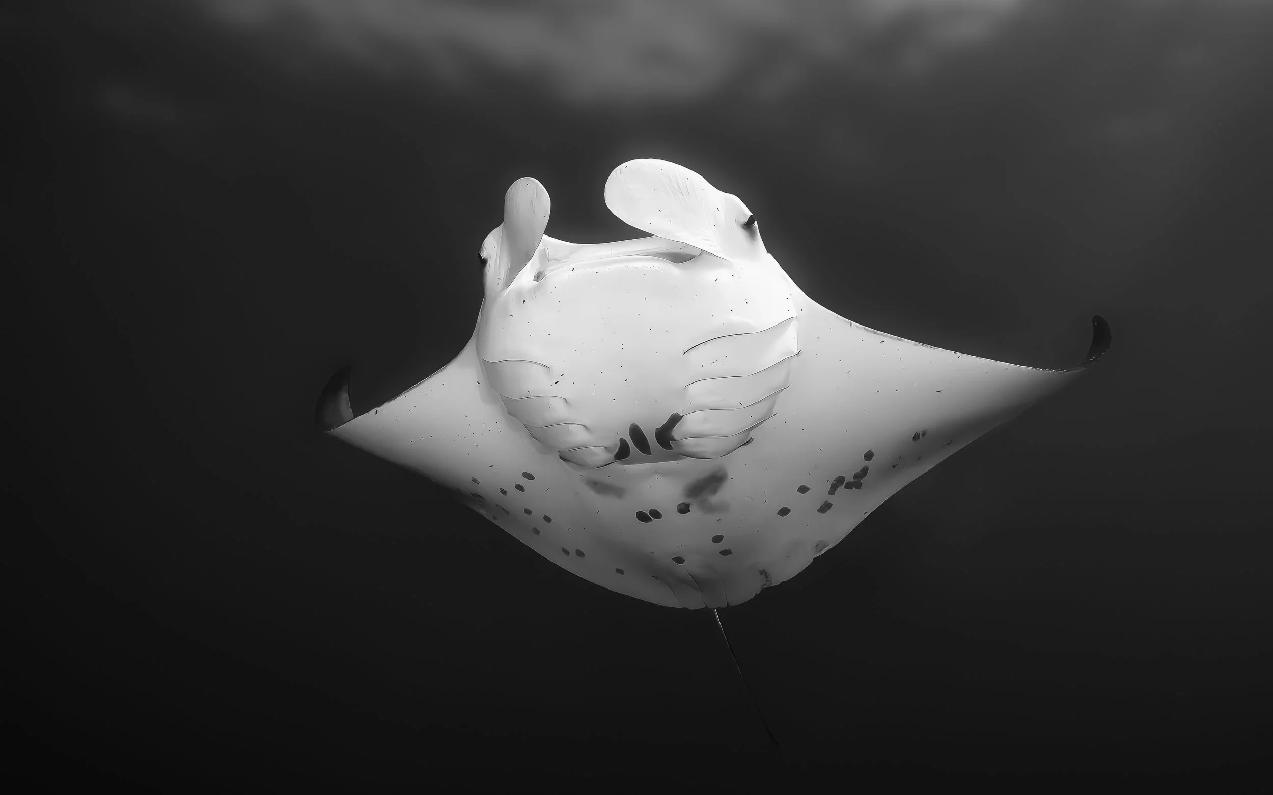 Jon Kreider Beauty Below Underwater Photography-9.jpg