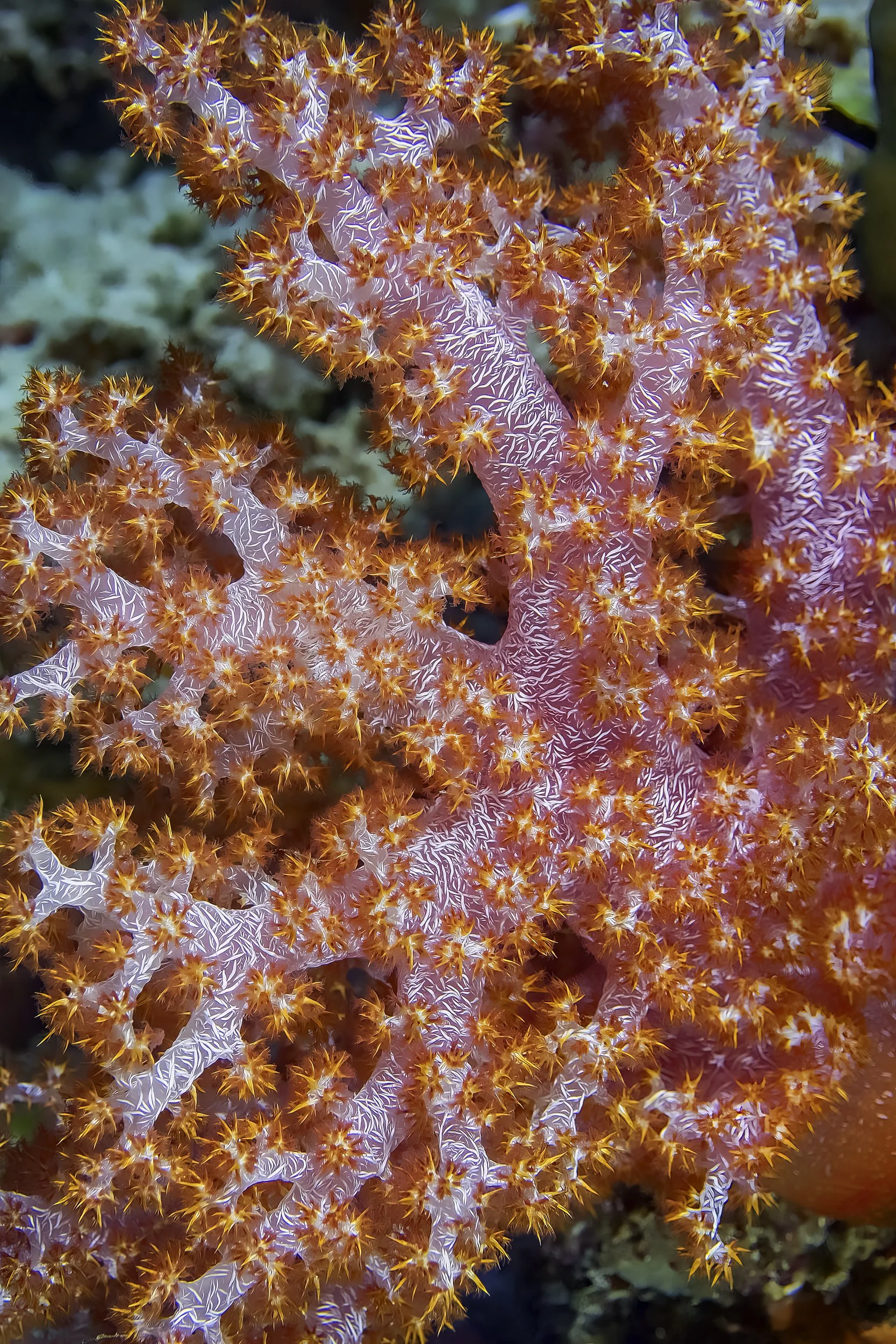 Incredible Creatures-12.jpg