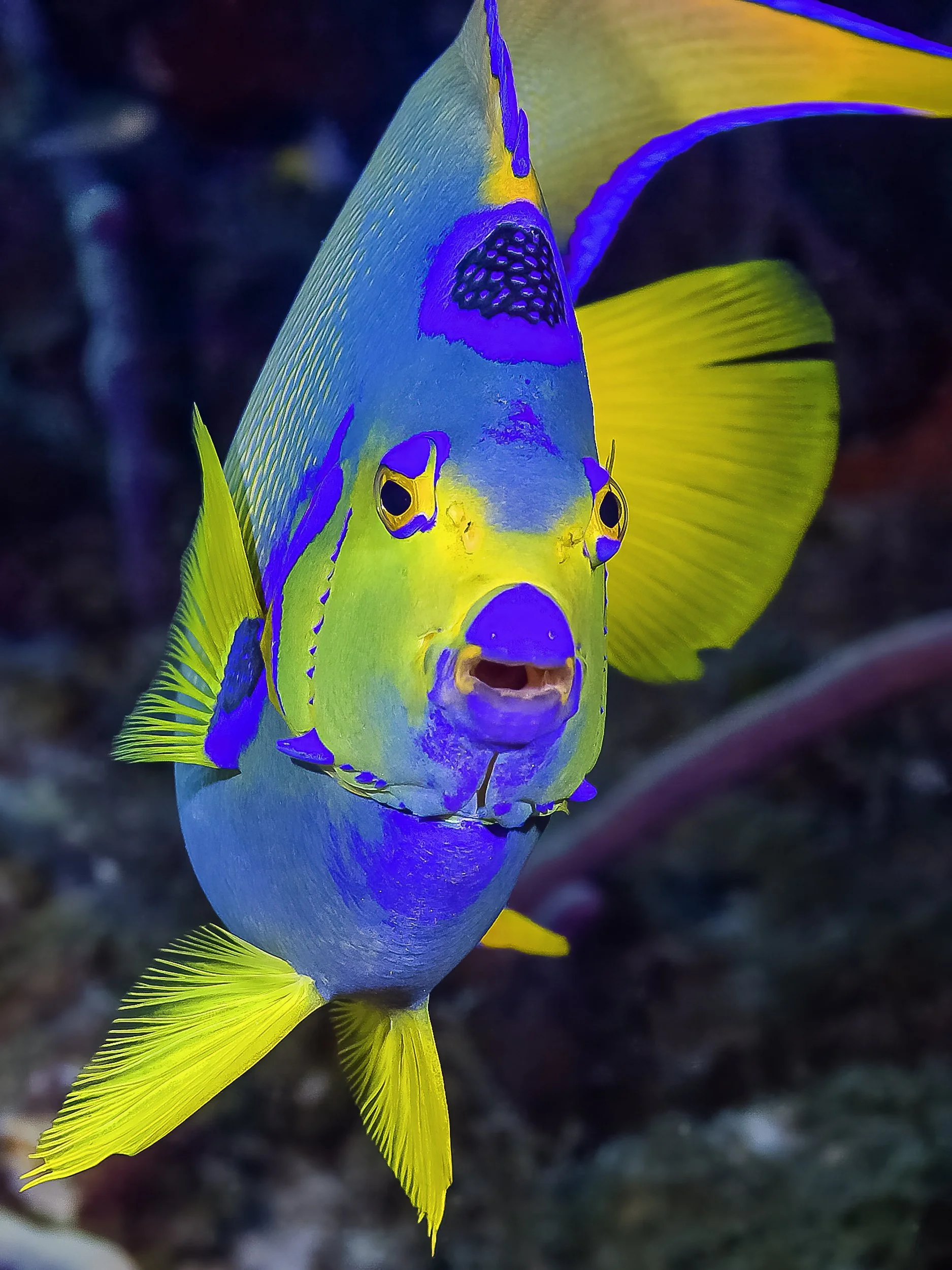 Jon Kreider Underwater Photography-5.jpg