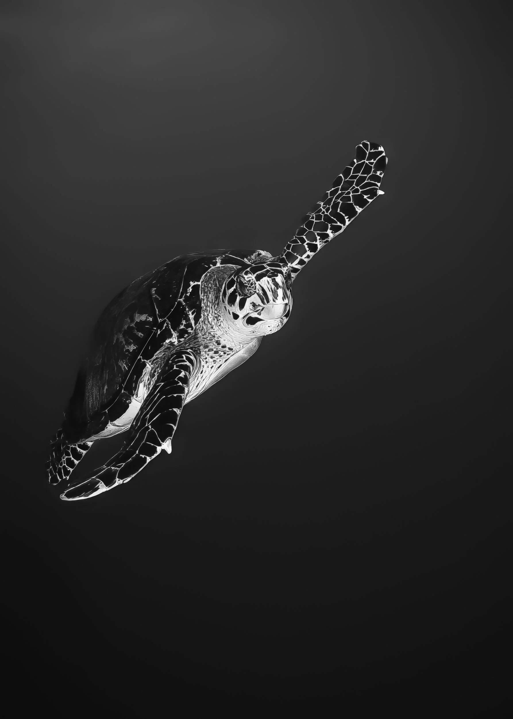 Jon Kreider Beauty Below Underwater Photography-6.jpg