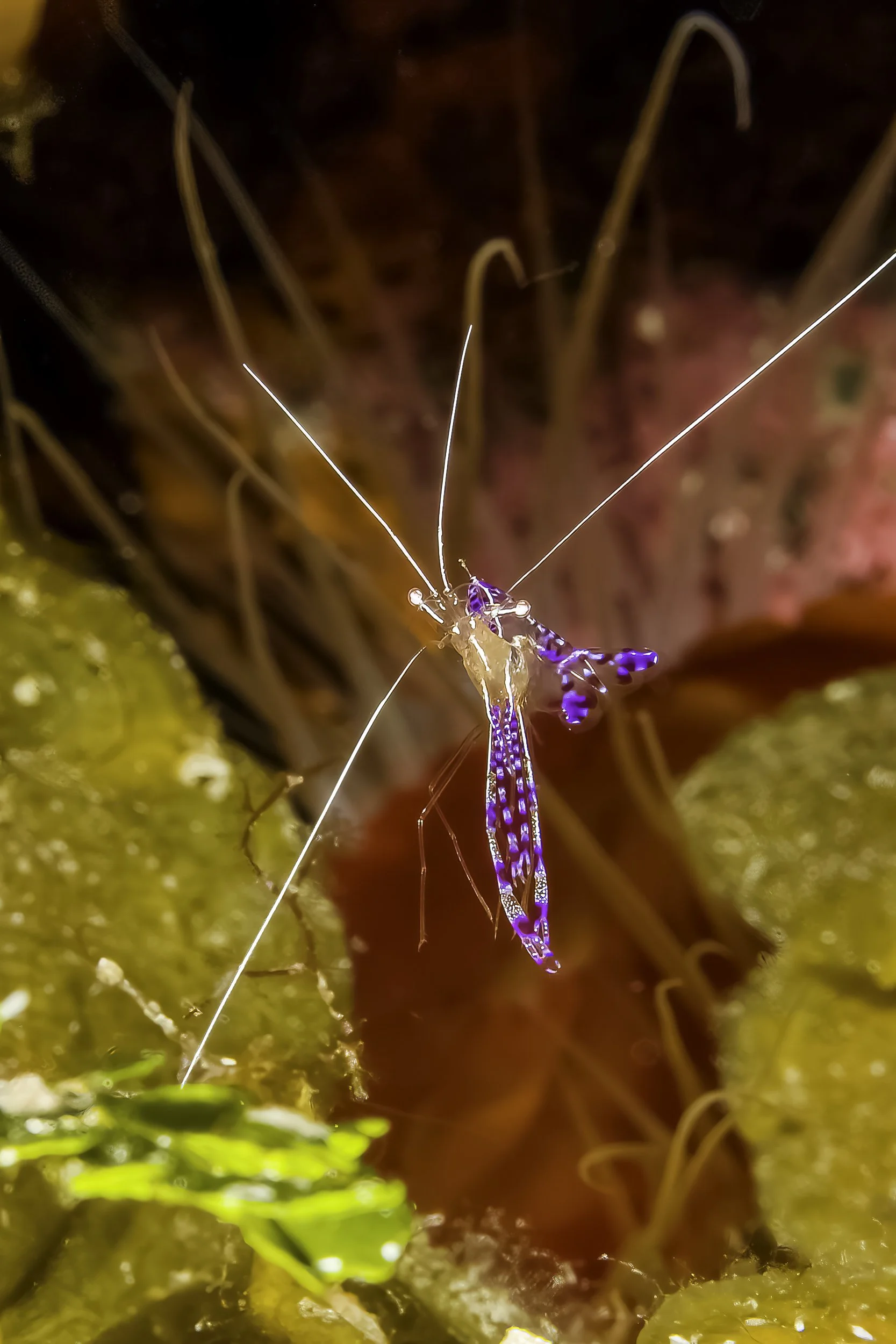 Incredible Creatures-3.jpg
