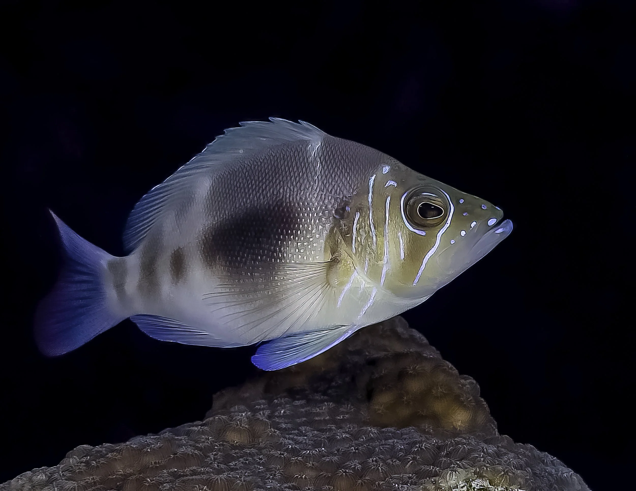 Jon Kreider Underwater Photography-4.jpg