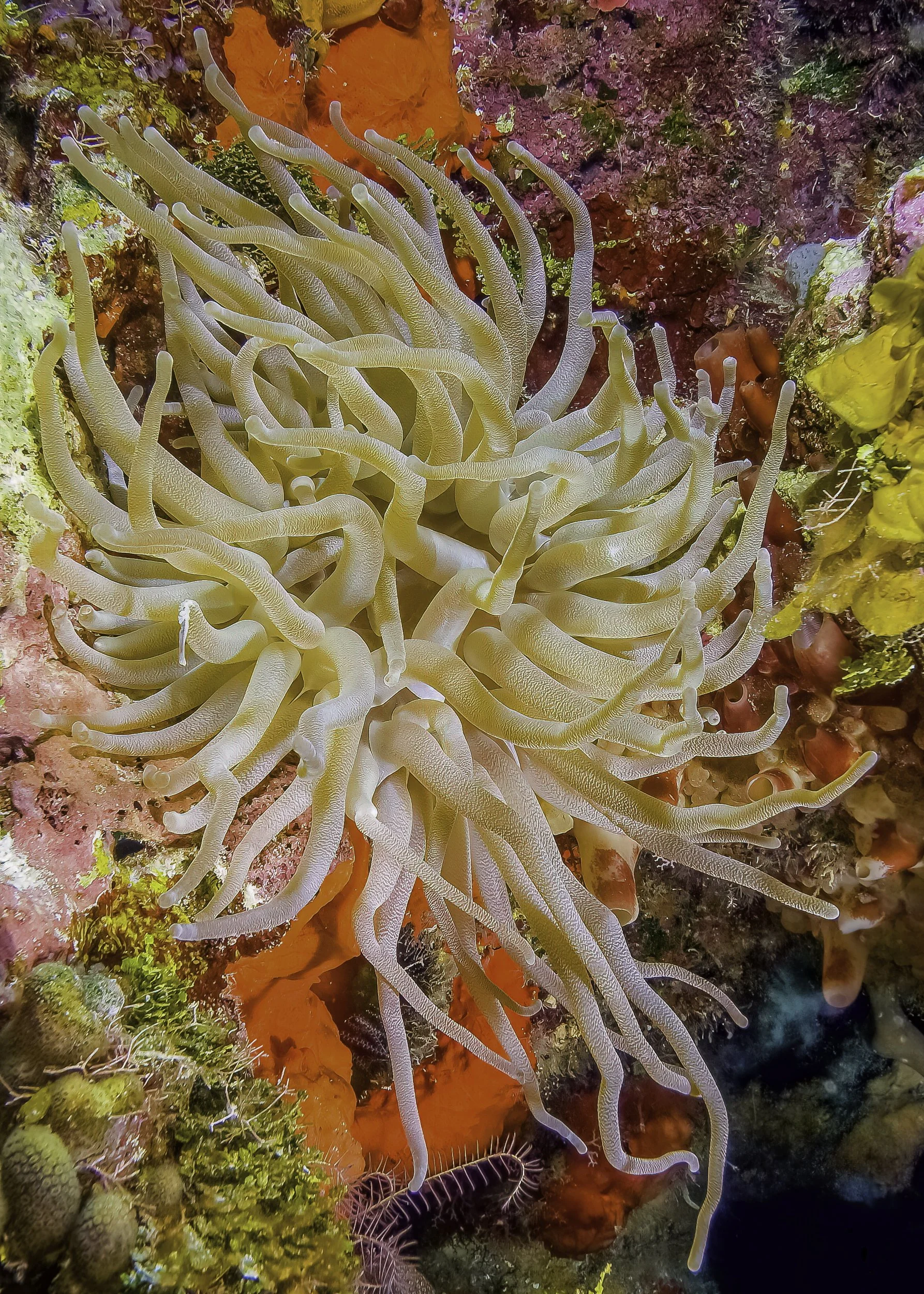 Incredible Creatures-6.jpg