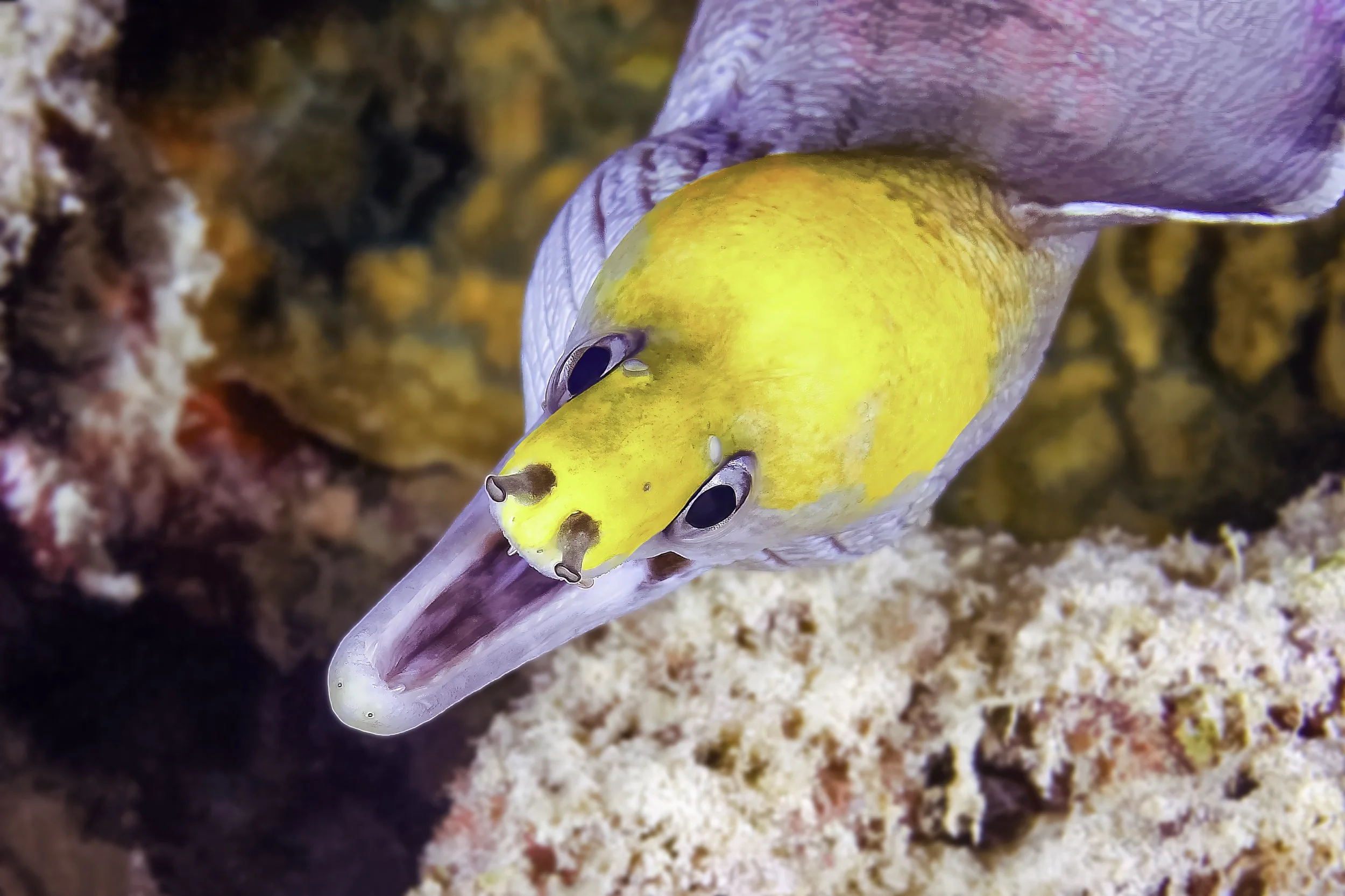 Jon Kreider Underwater Photography-8.jpg