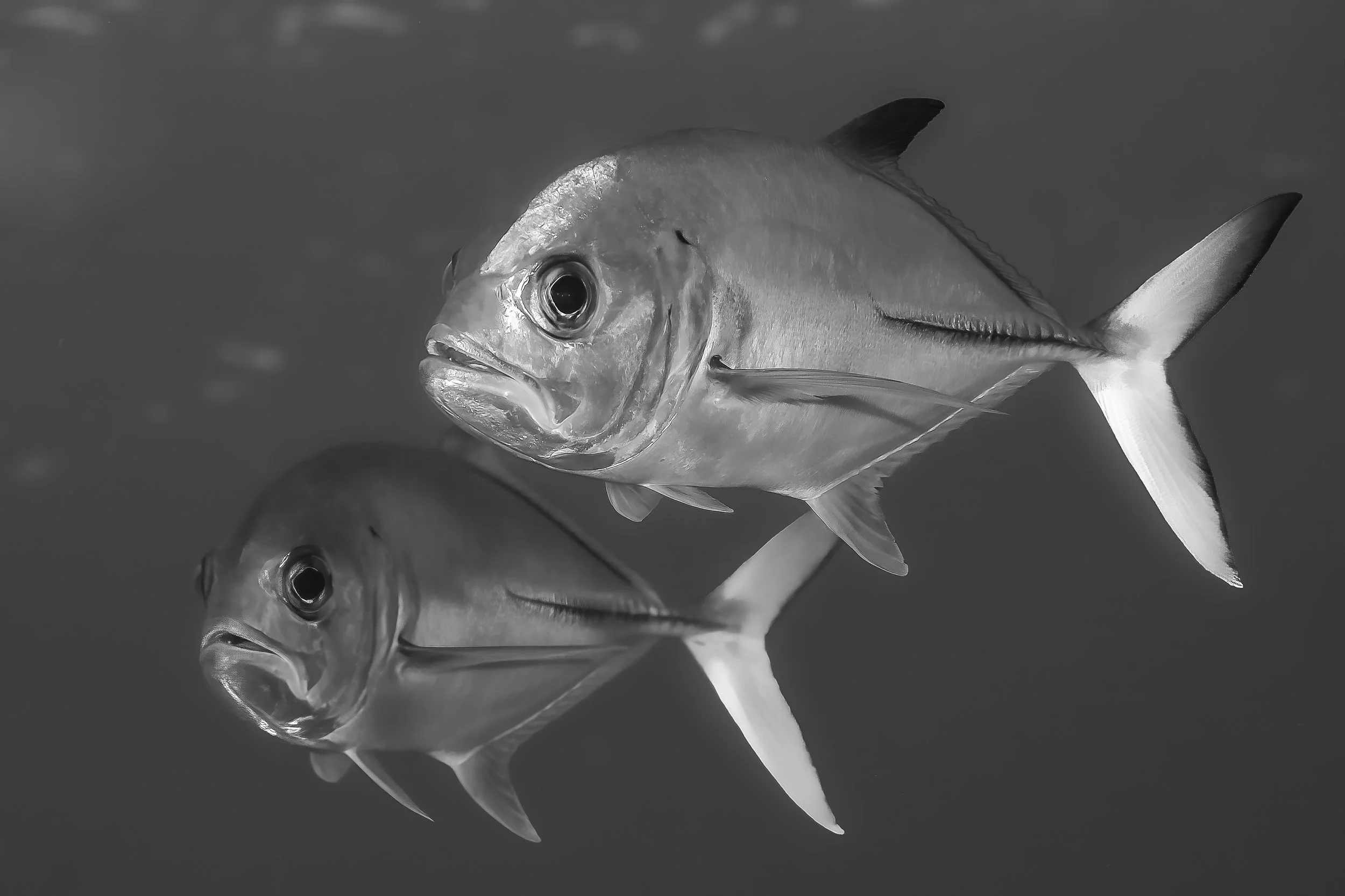 Jon Kreider Underwater Photography-7.jpg