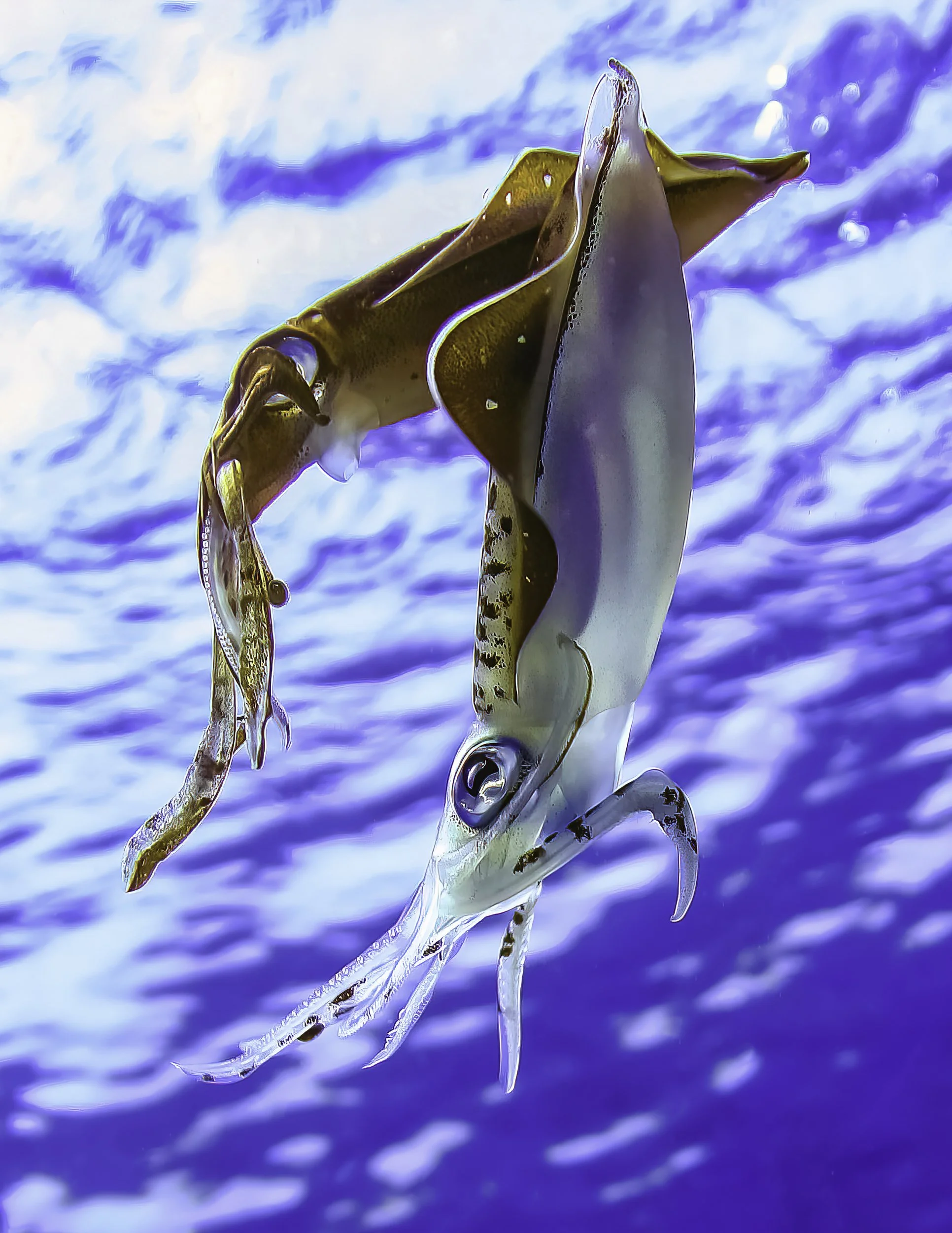 Incredible Creatures.jpg