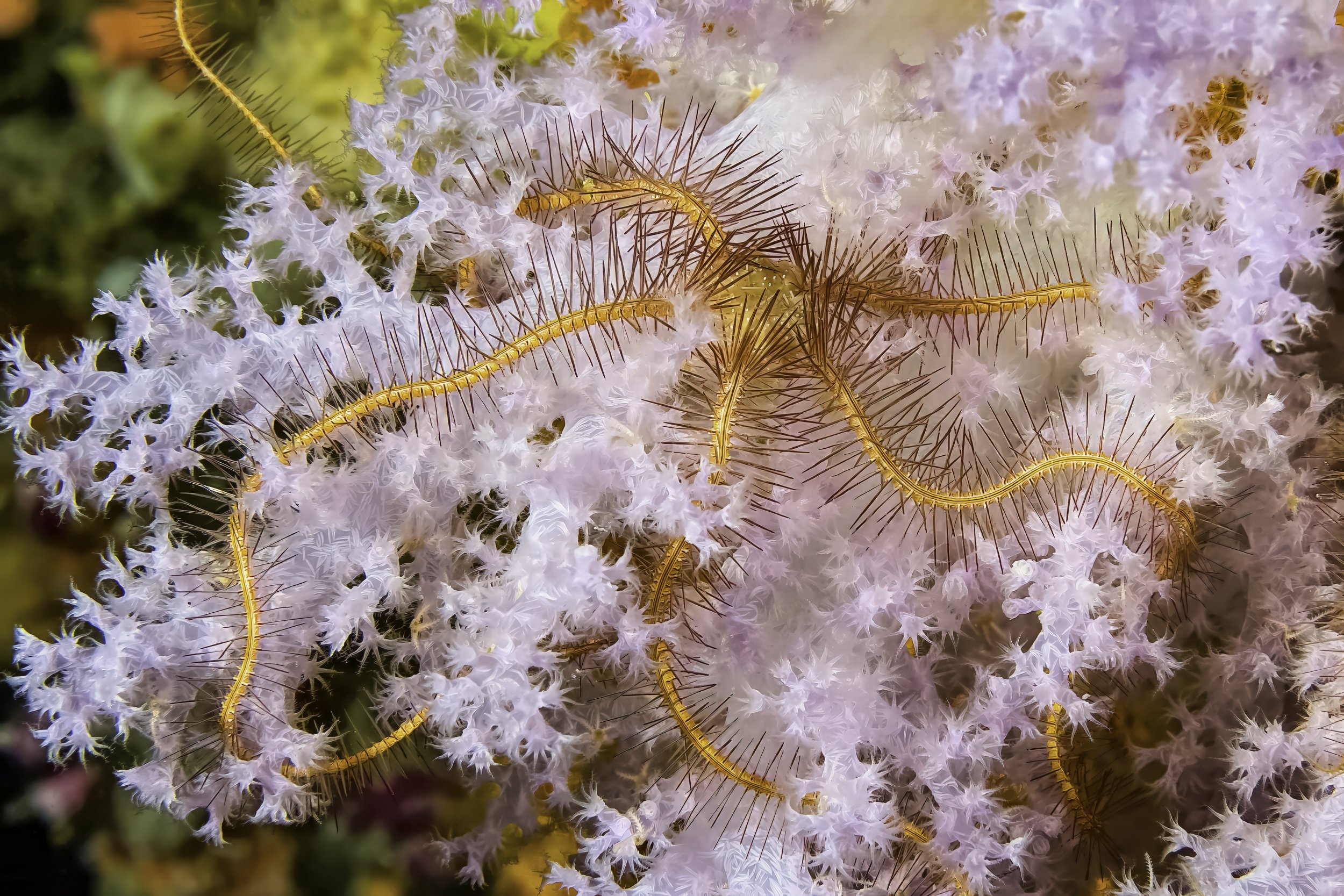 Incredible Creatures-8.jpg