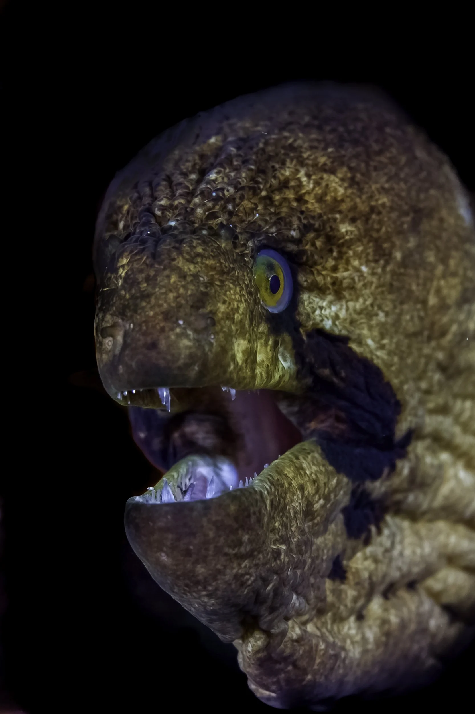 Jon Kreider Underwater Photography-14.jpg