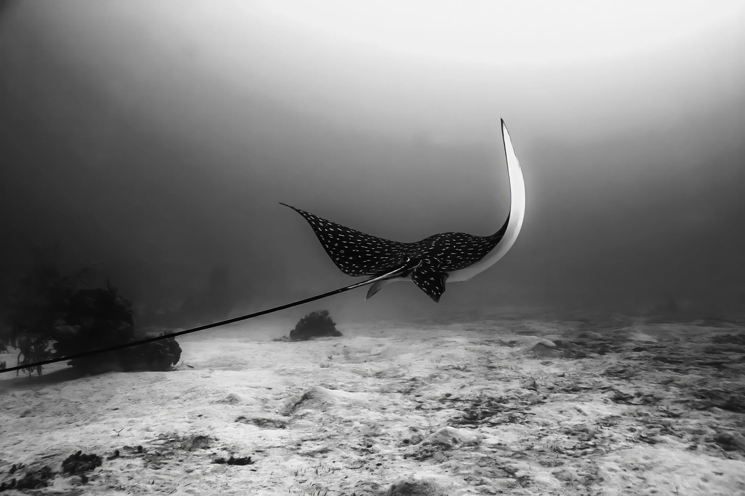 Jon Kreider Beauty Below Underwater Photography-5.jpg