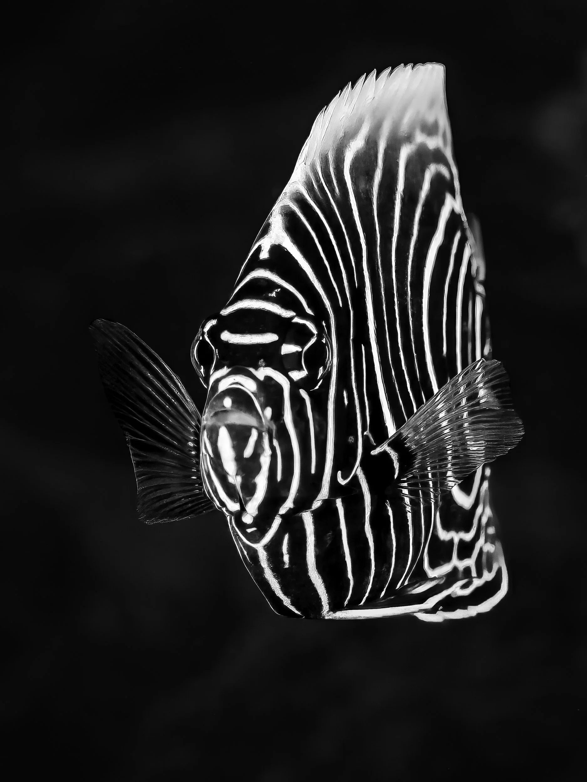 Jon Kreider Underwater Photography-11.jpg