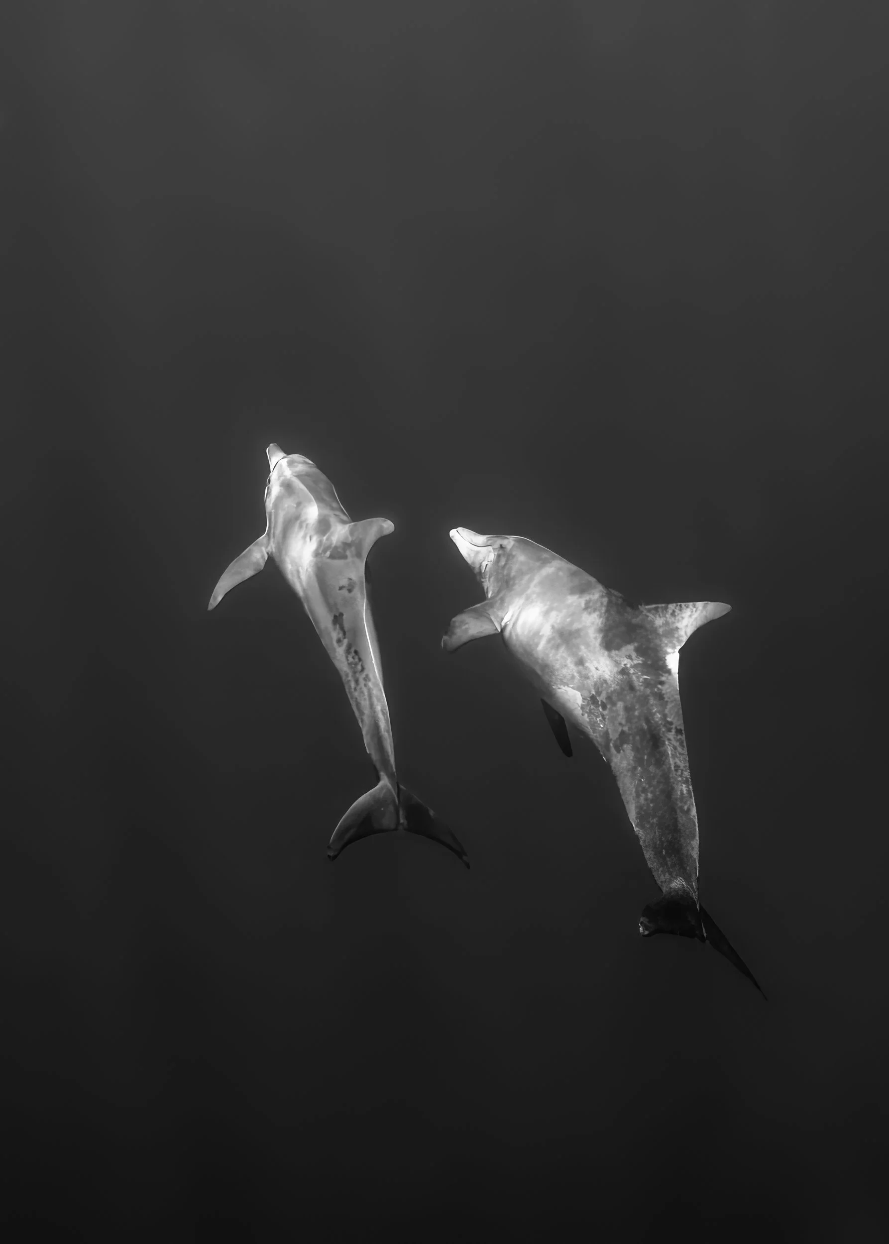 Jon Kreider Beauty Below Underwater Photography-2.jpg