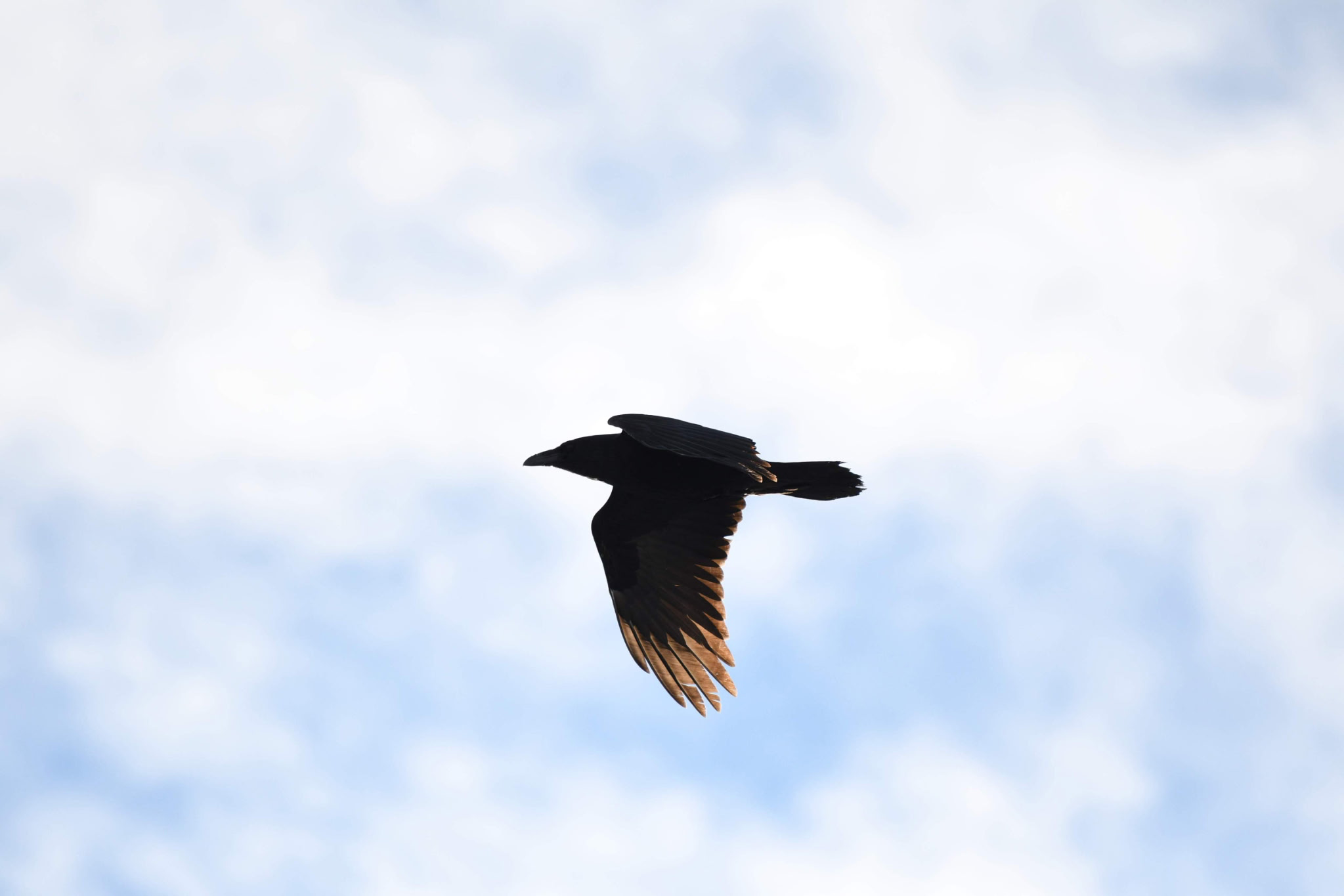 A silhouette of a bird flying against a cloudy sky.
