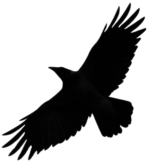 Silhouette of a bird in flight with wings spread wide.