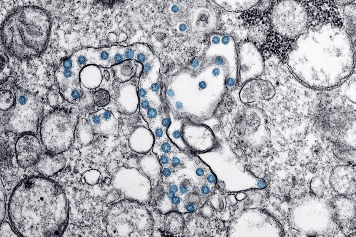 The Seed — Part 2: Inheritable Gut Microbiome and Gut Metabolome