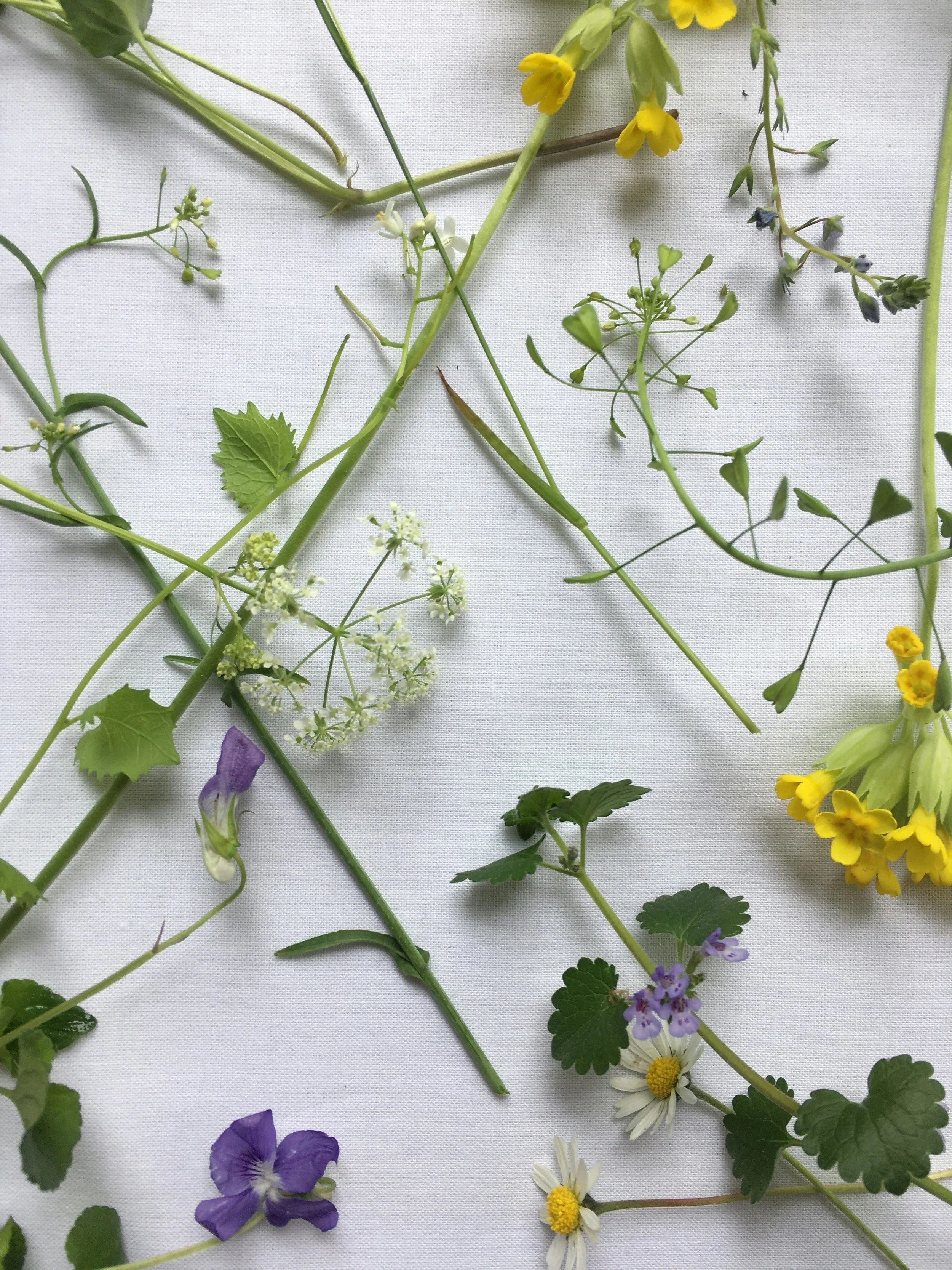 Ulike små blomster i ulike farger spredt ut over en hvit bakgrunn.