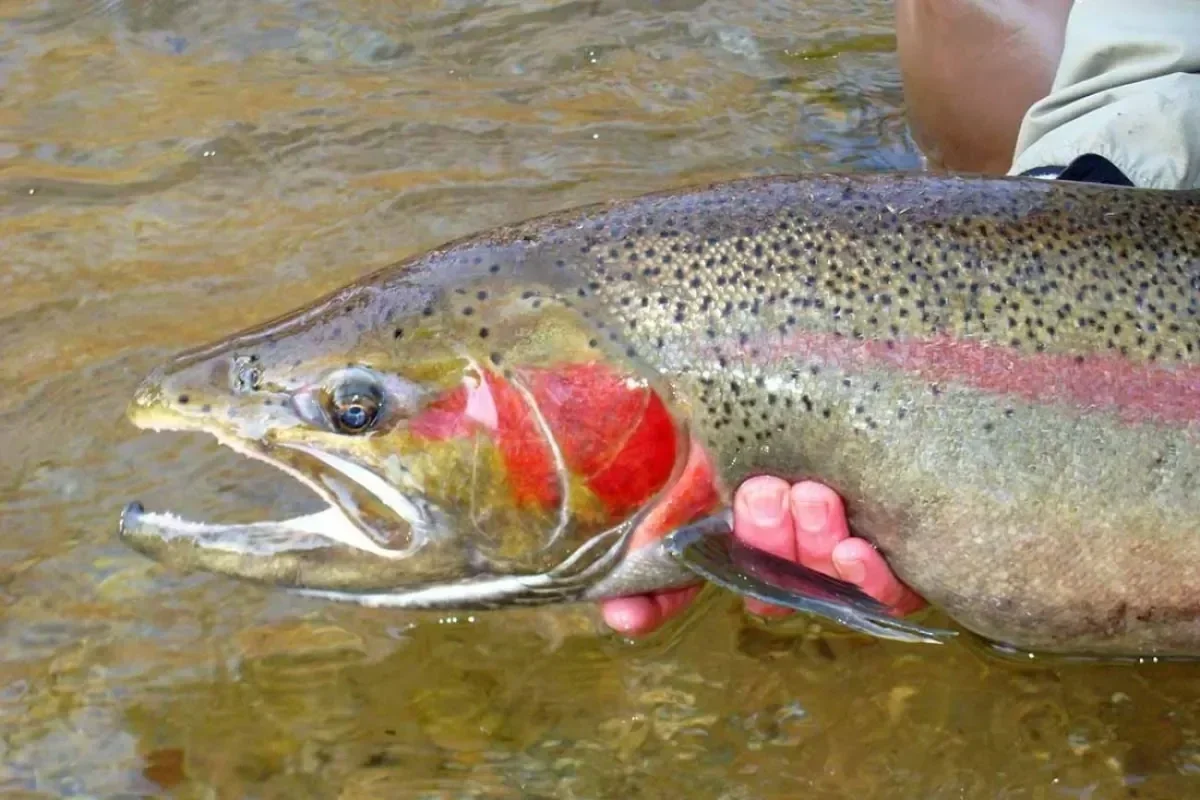 steelhead-shutterstock.webp