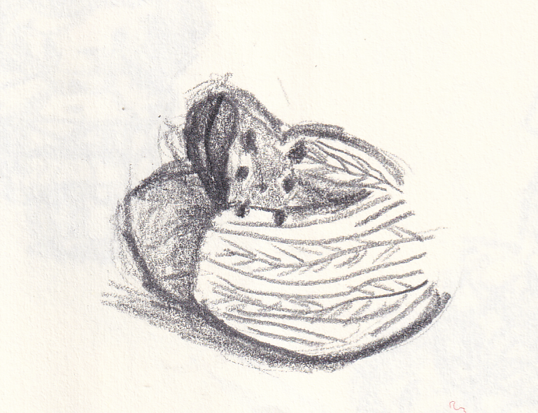 Baby squirrel drawing